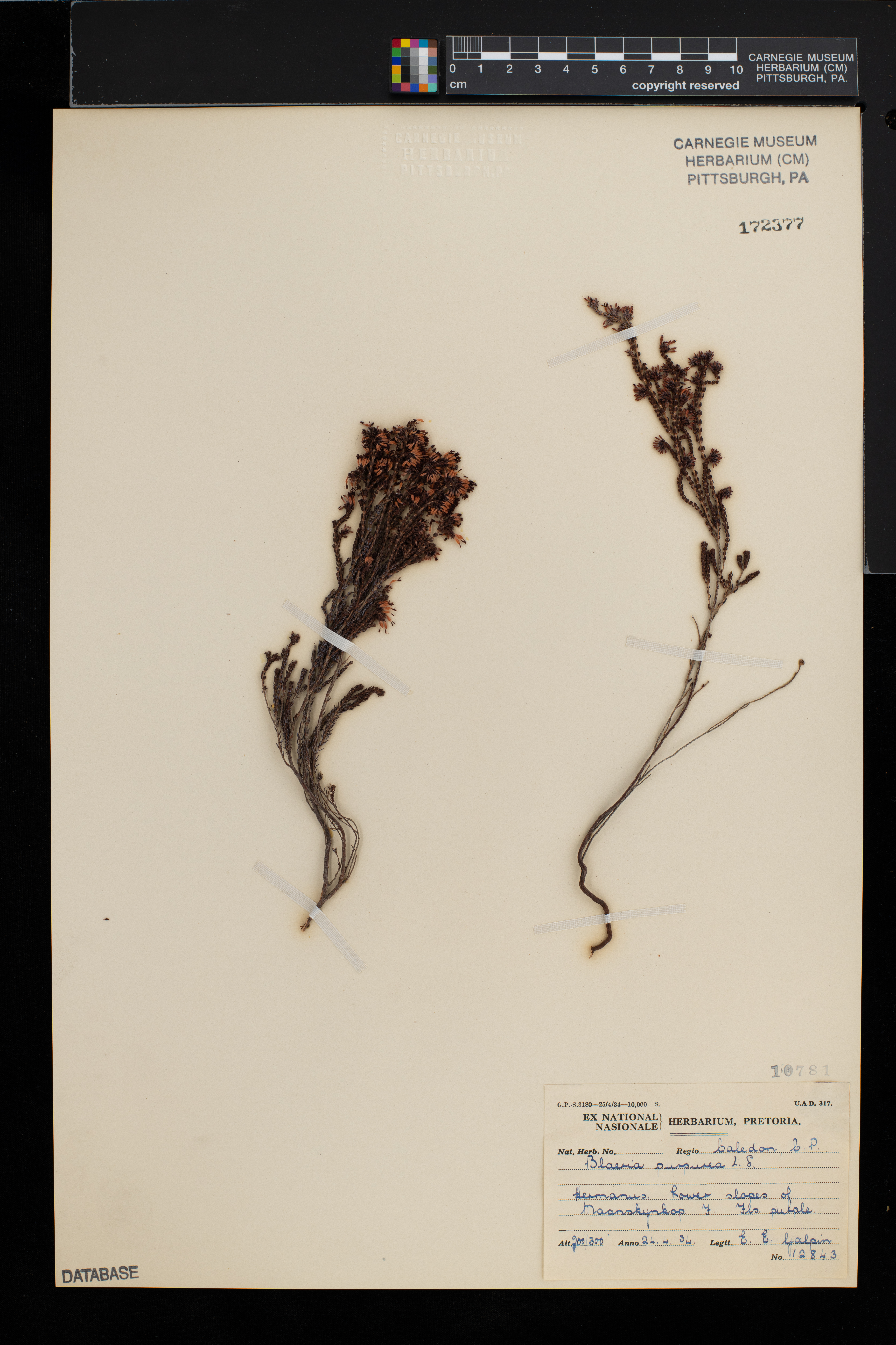 Blaeria purpurea image