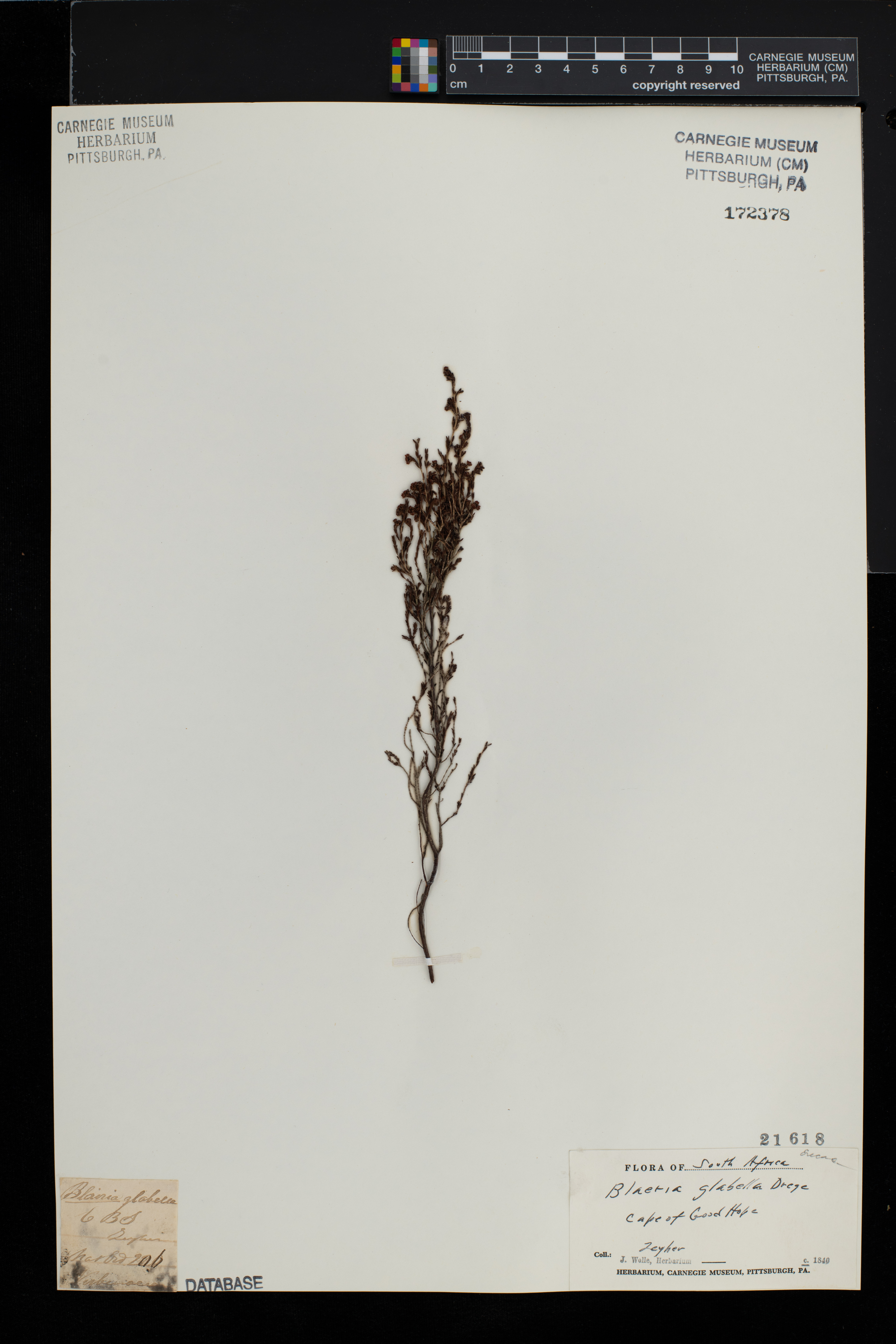 Blaeria glabella image