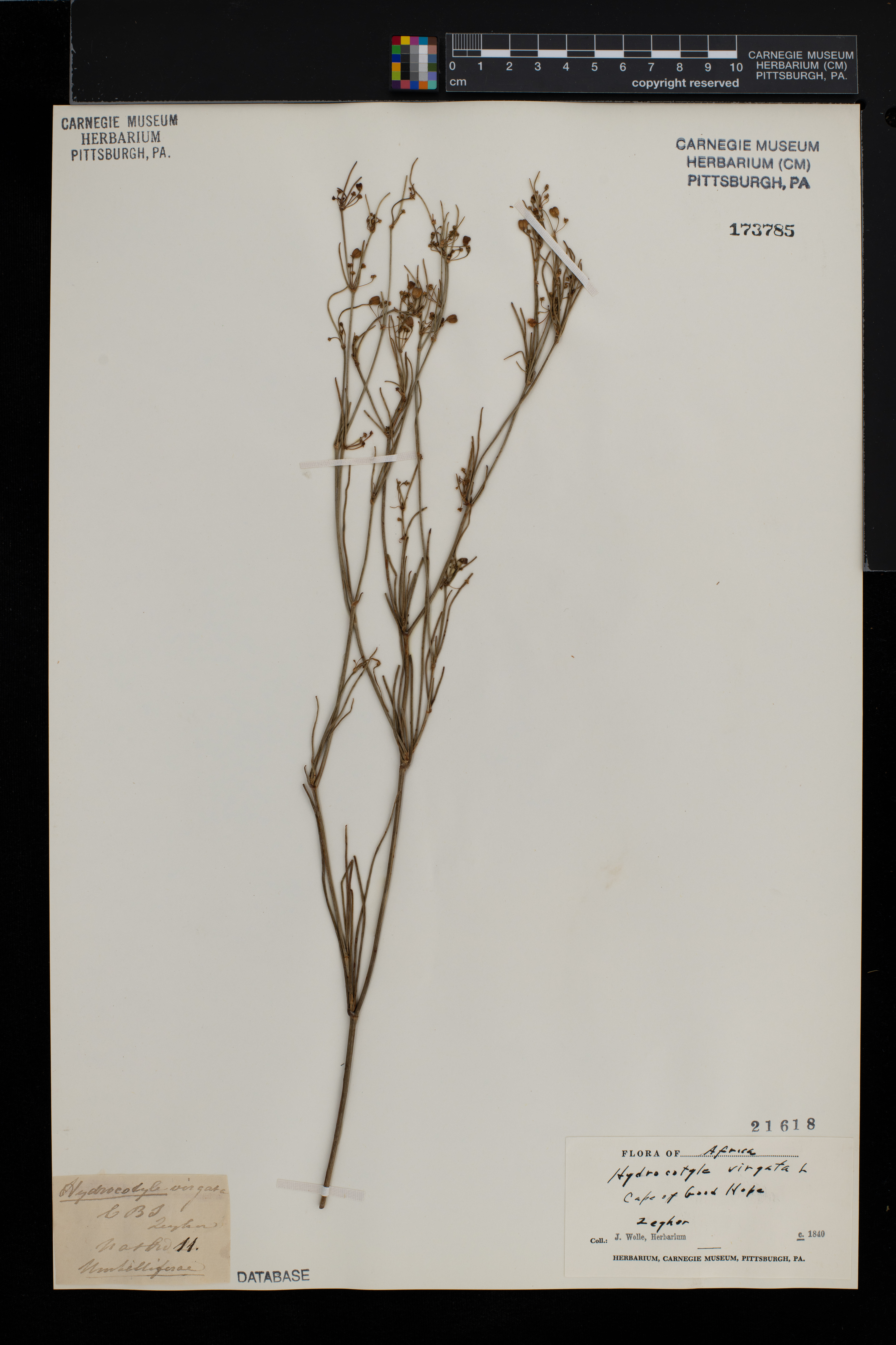 Centella virgata image