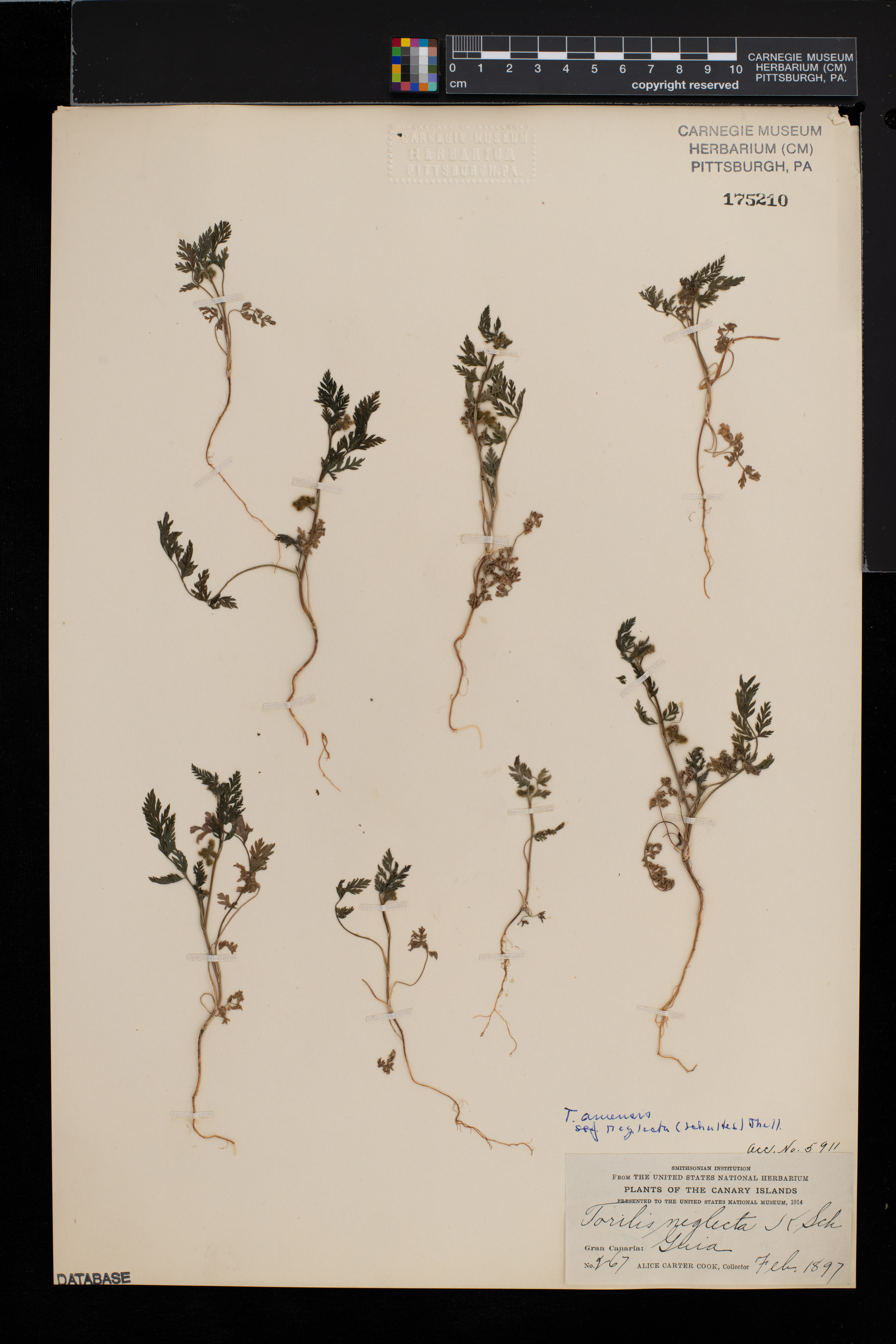 Torilis arvensis subsp. neglecta image