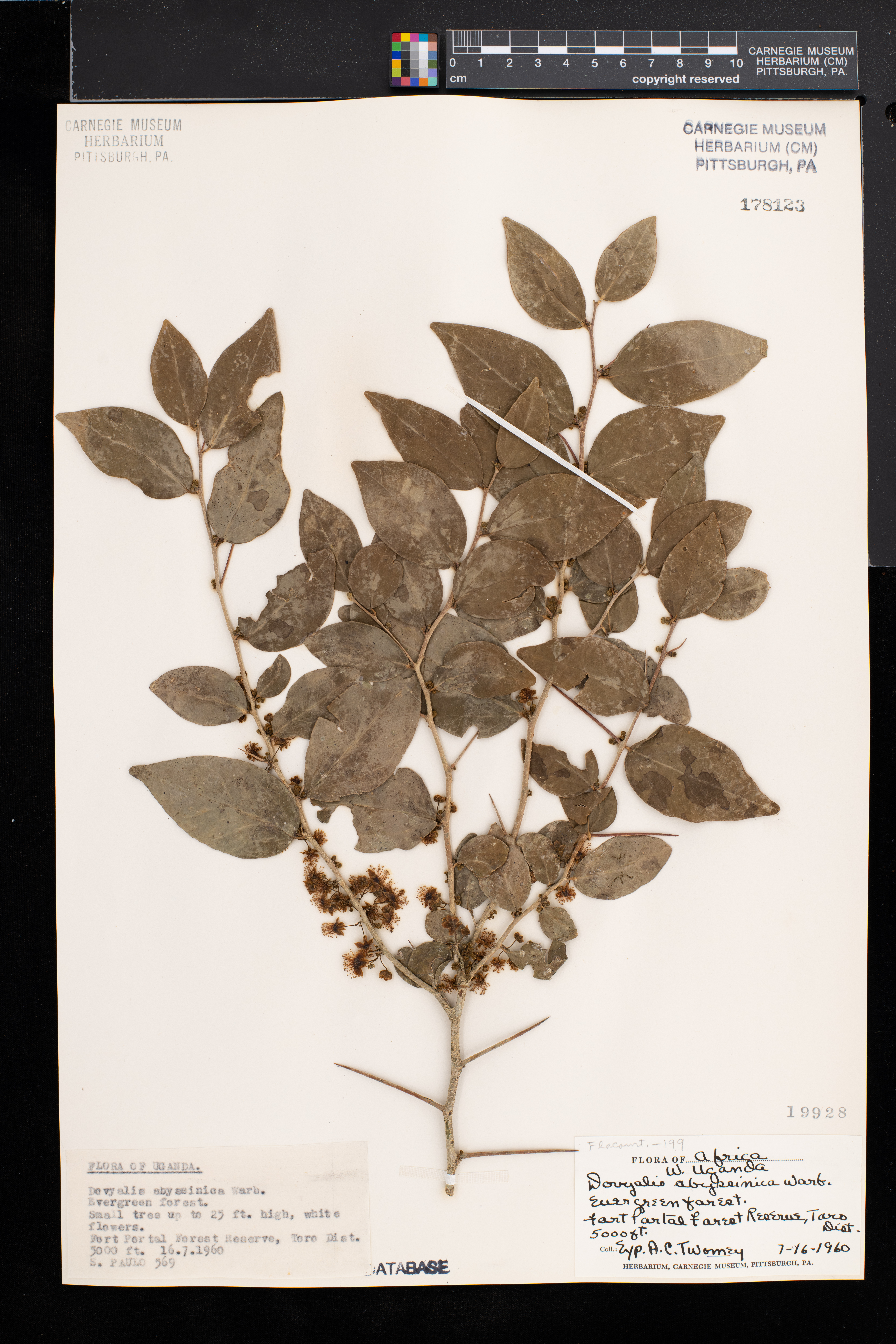 Dovyalis abyssinica image