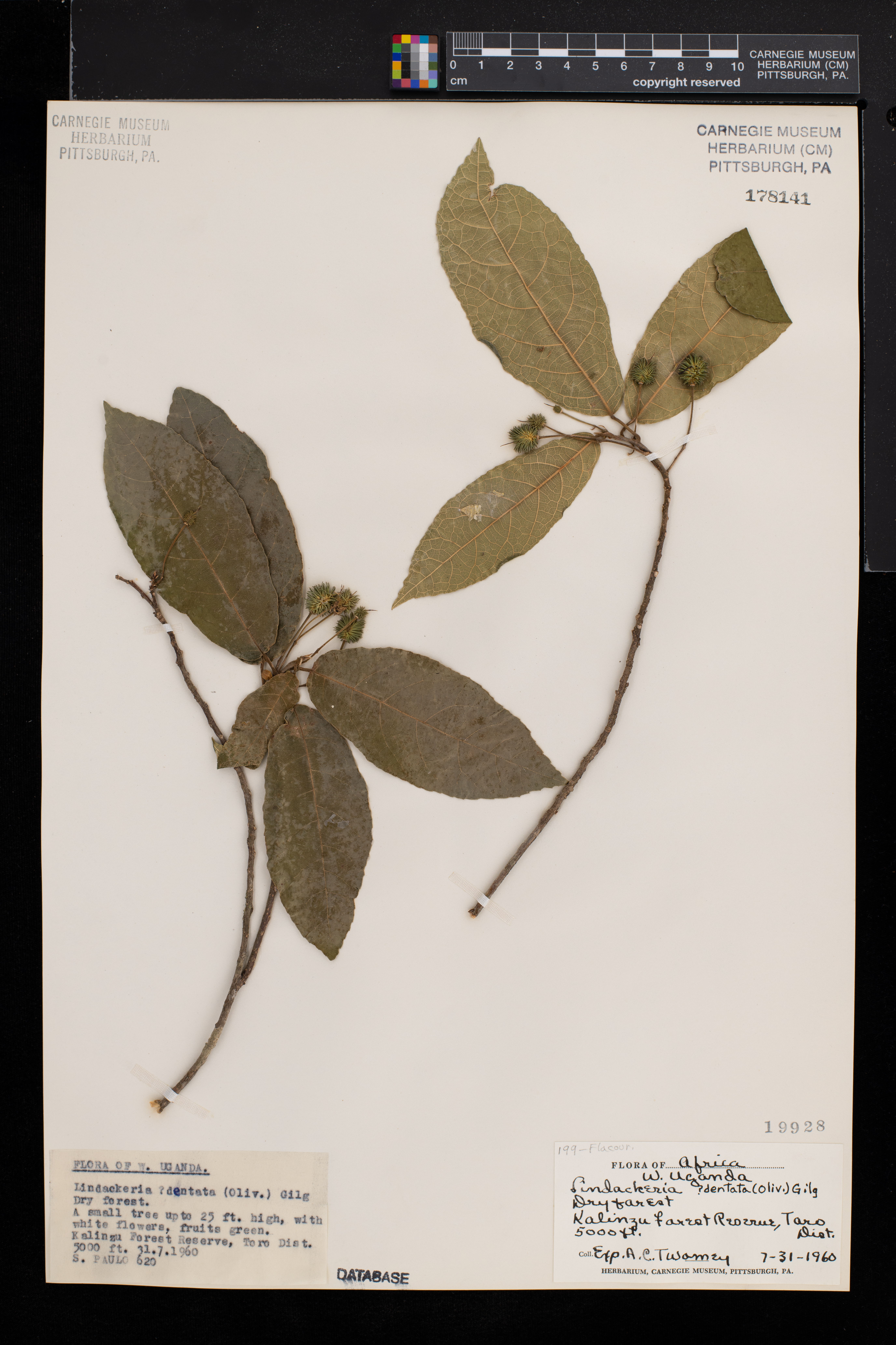 Lindackeria dentata image