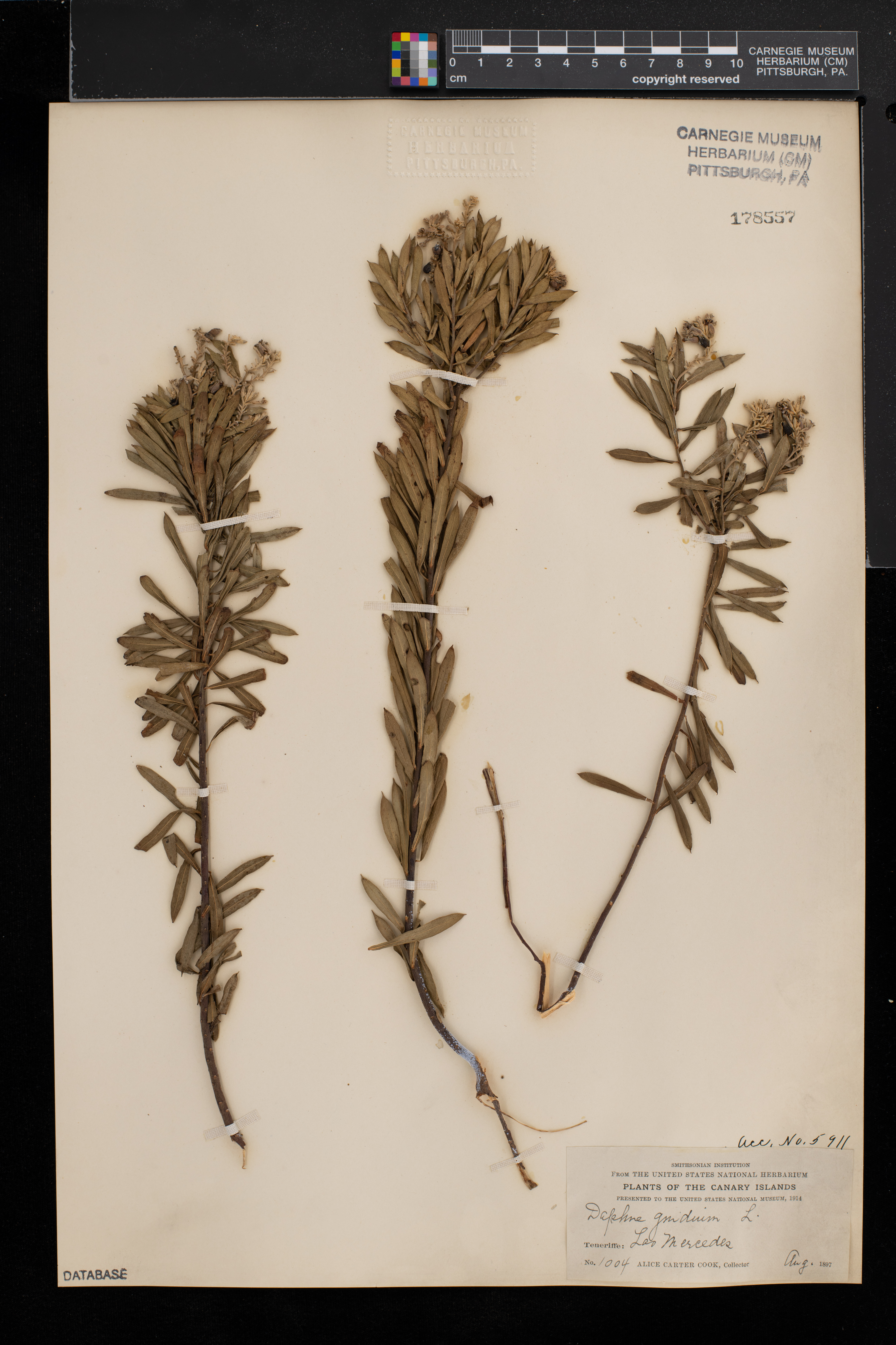 Daphne gnidium image