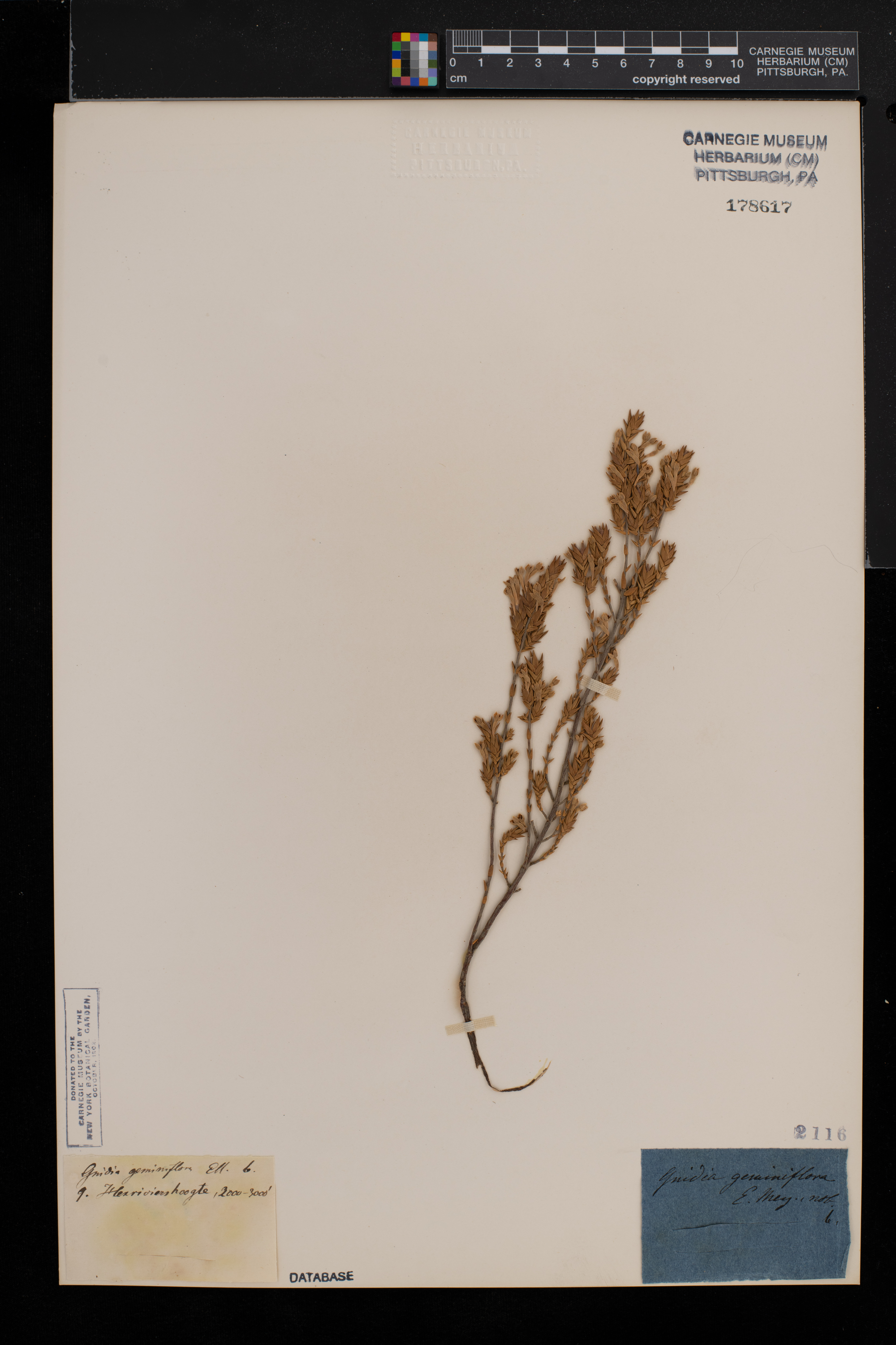 Gnidia geminiflora image