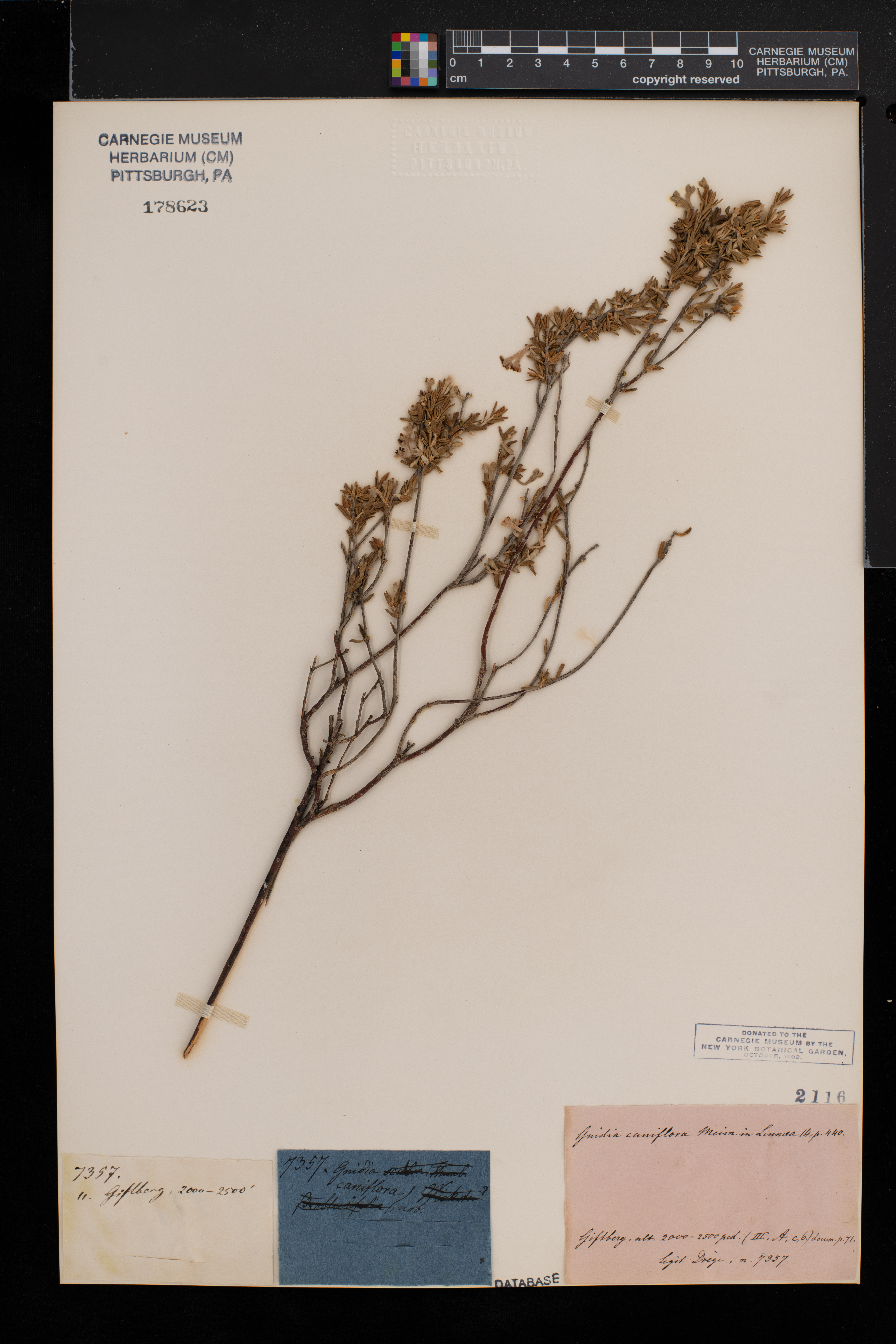 Gnidia caniflora image