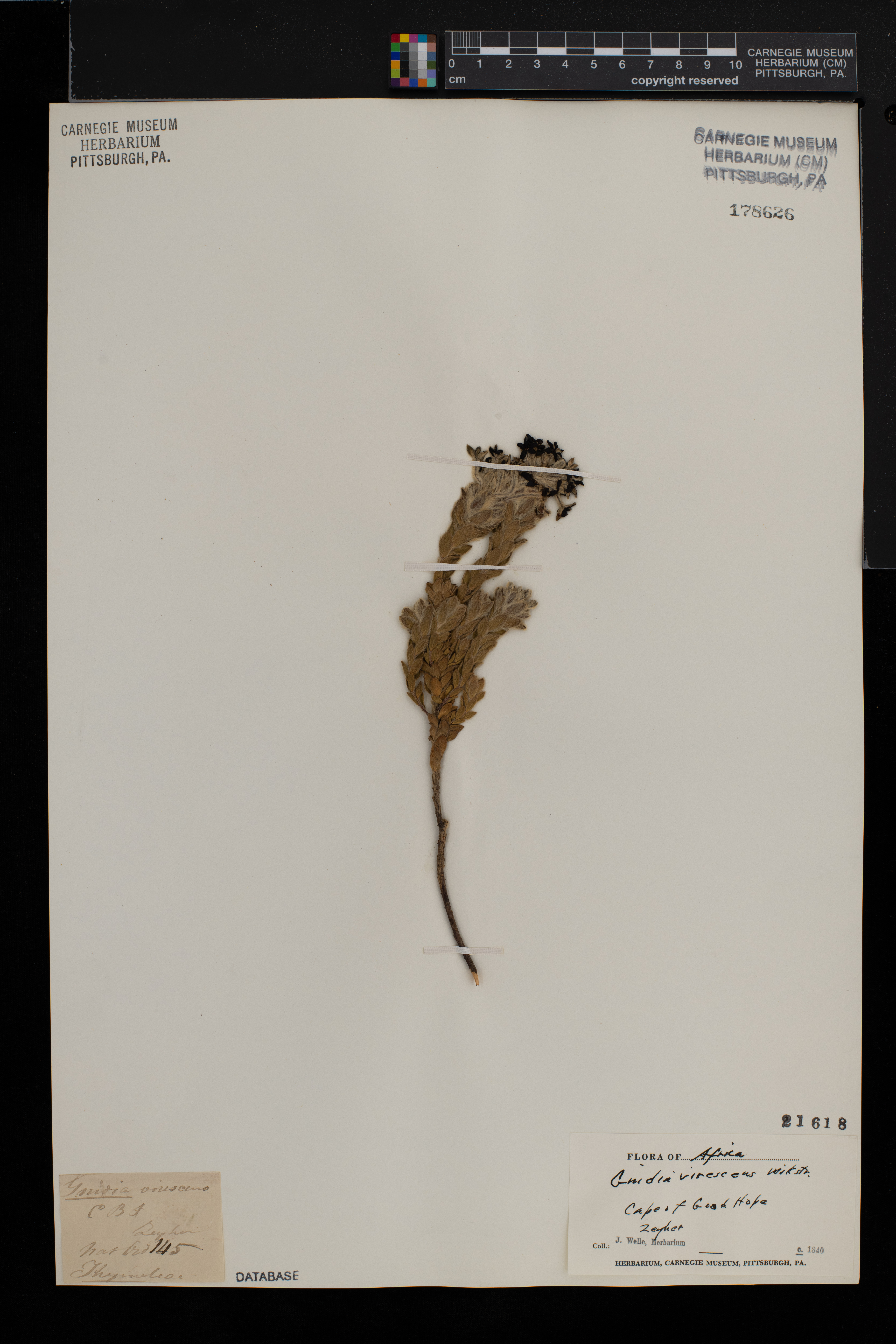 Gnidia subulata image