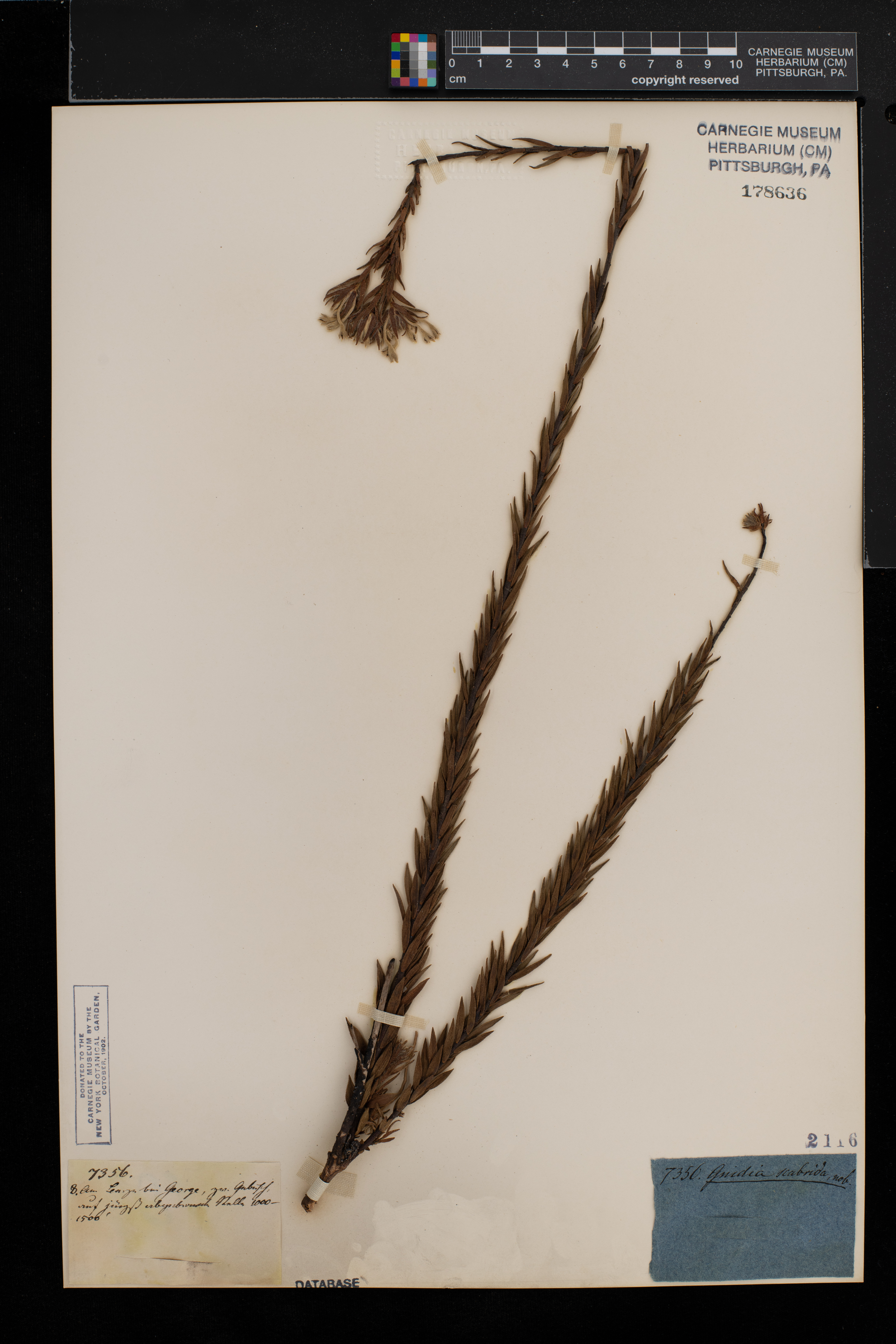 Gnidia scabrida image