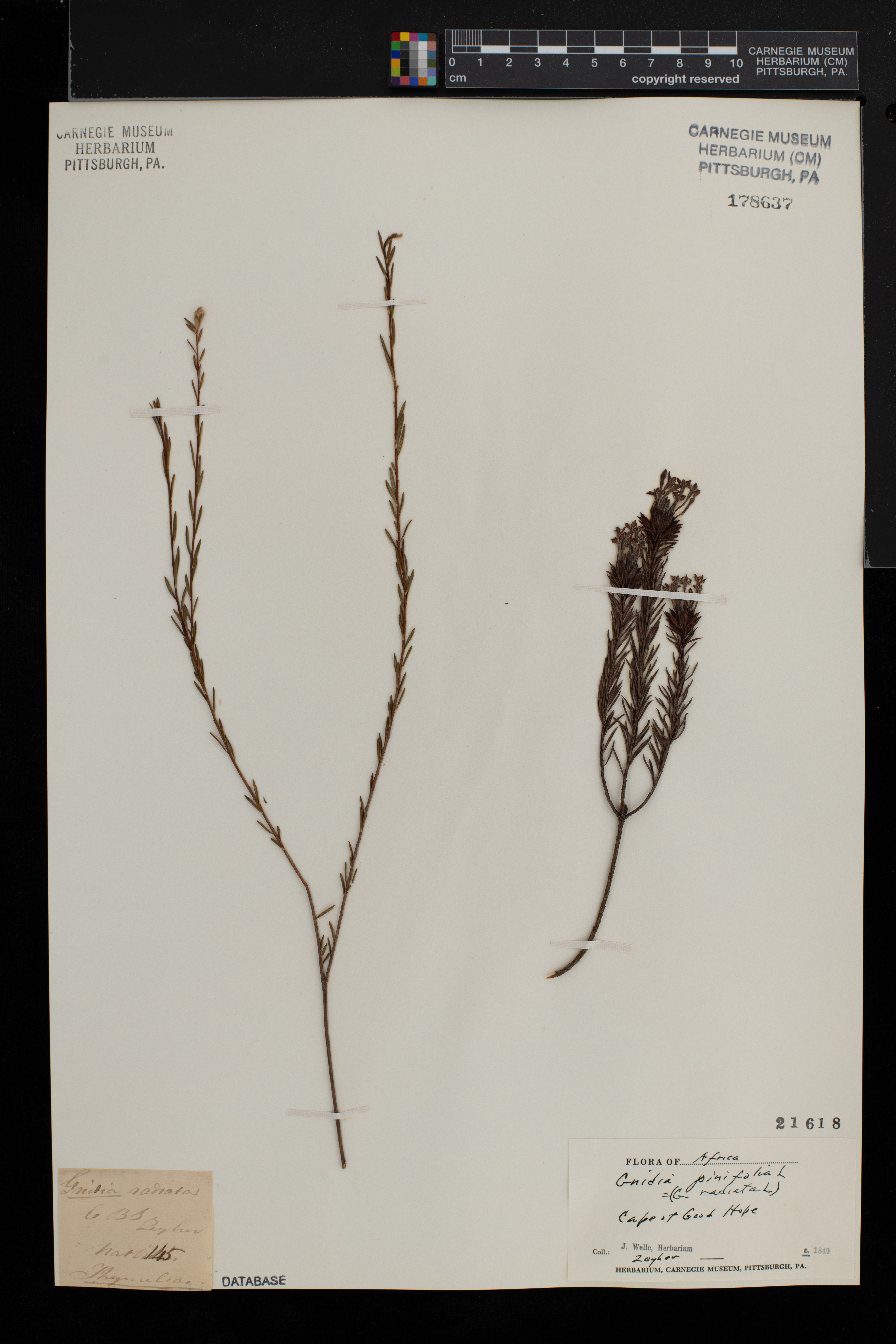 Gnidia pinifolia image
