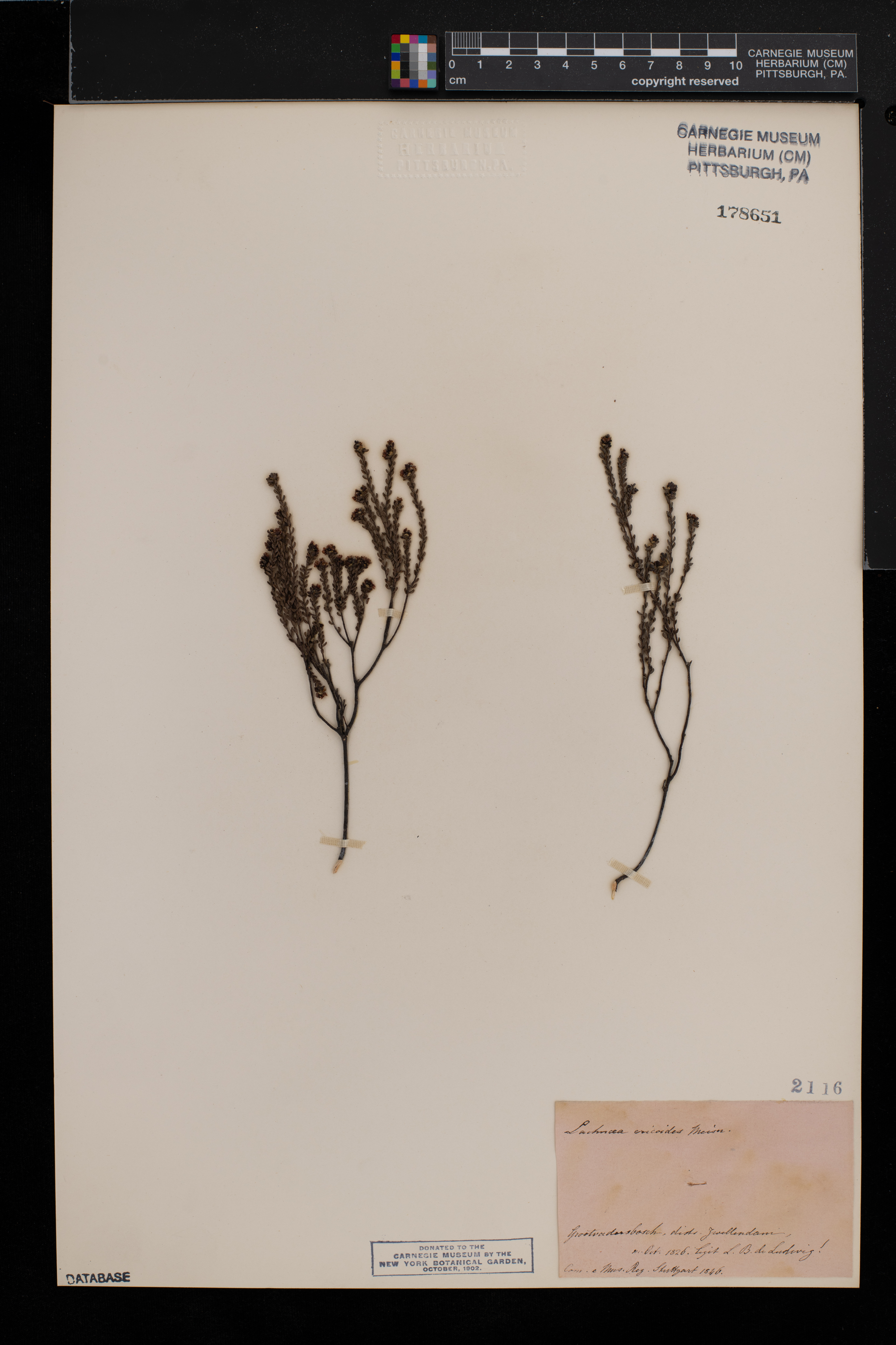 Lachnaea ericoides image