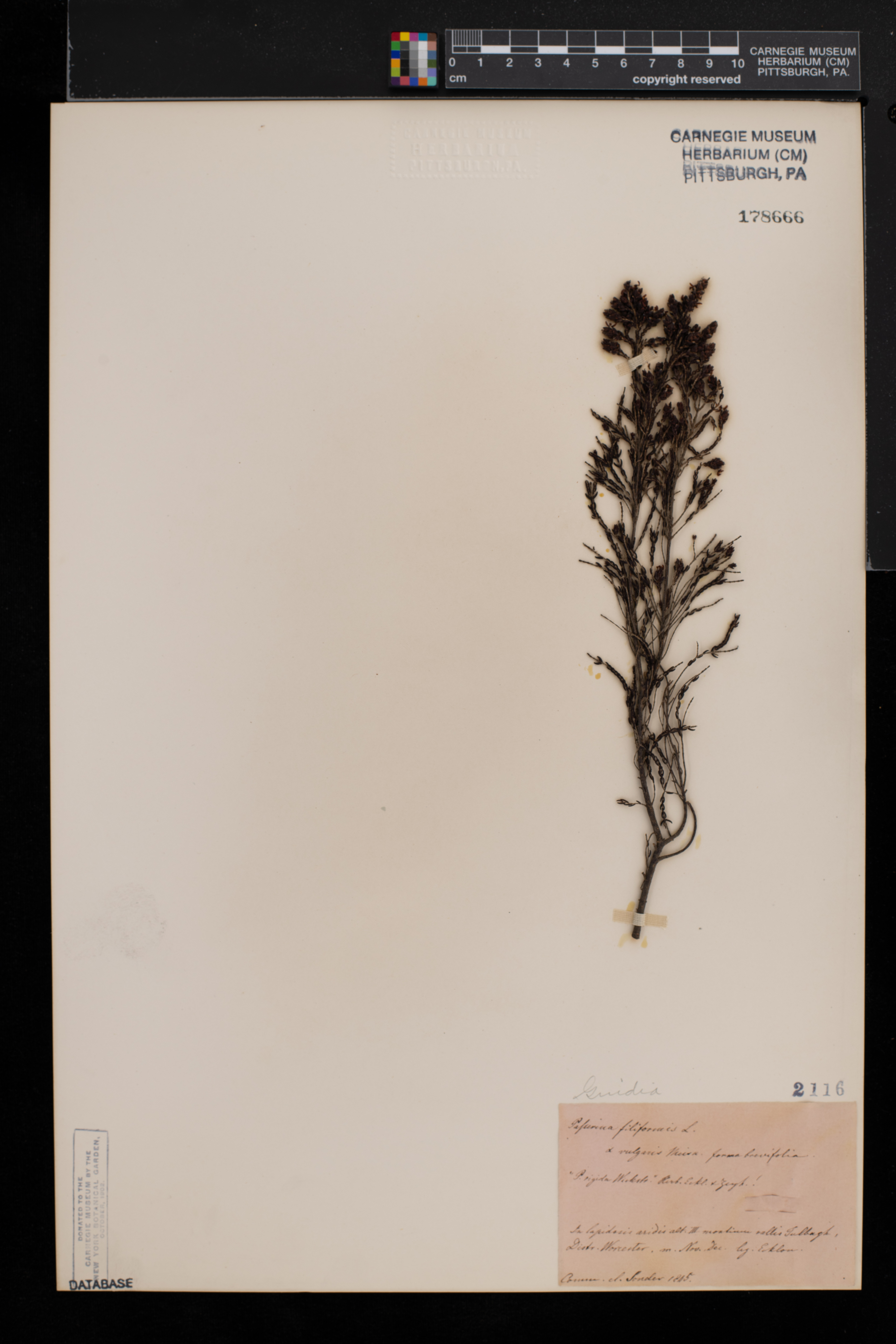 Passerina image
