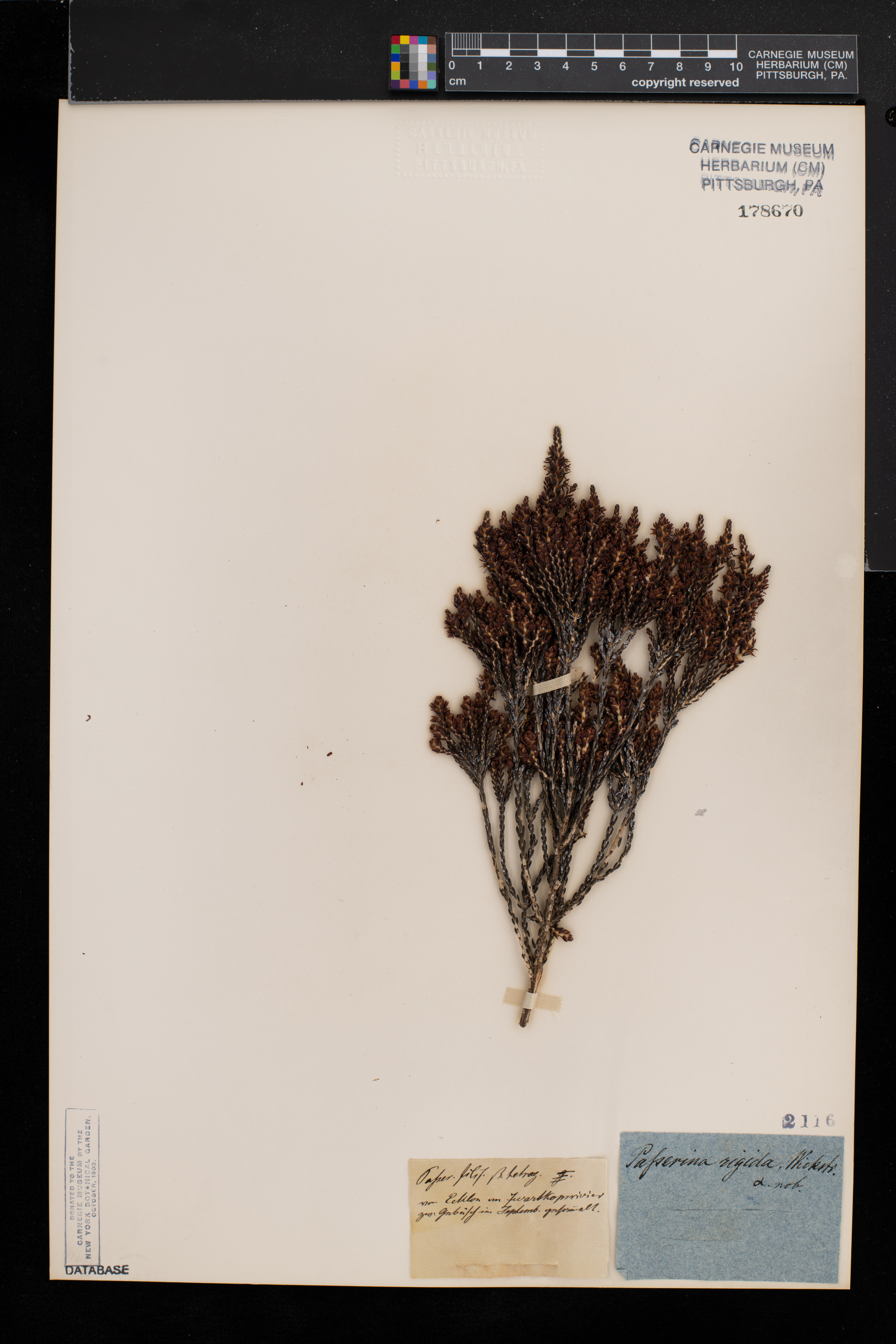 Passerina rigida image