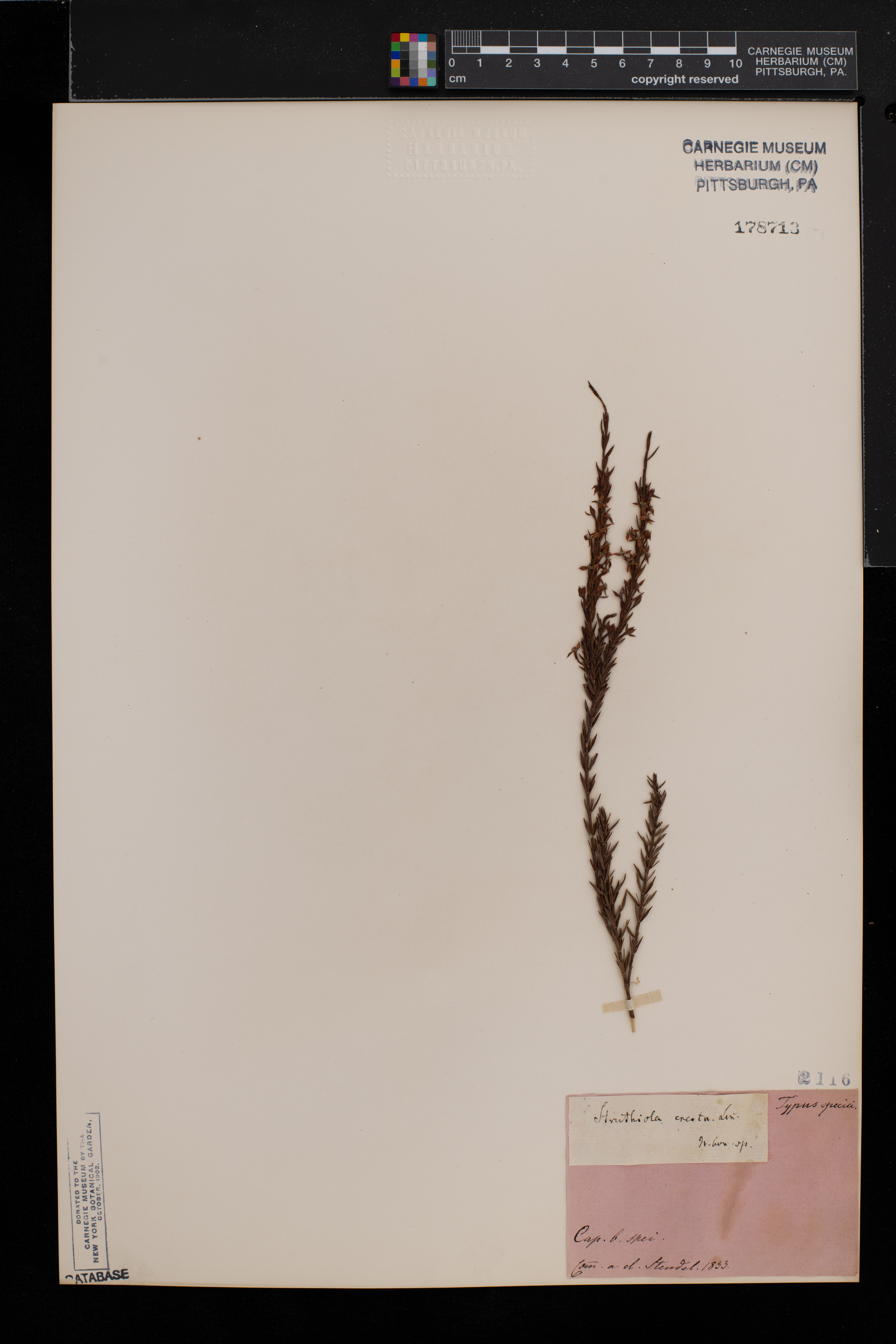 Struthiola erecta image