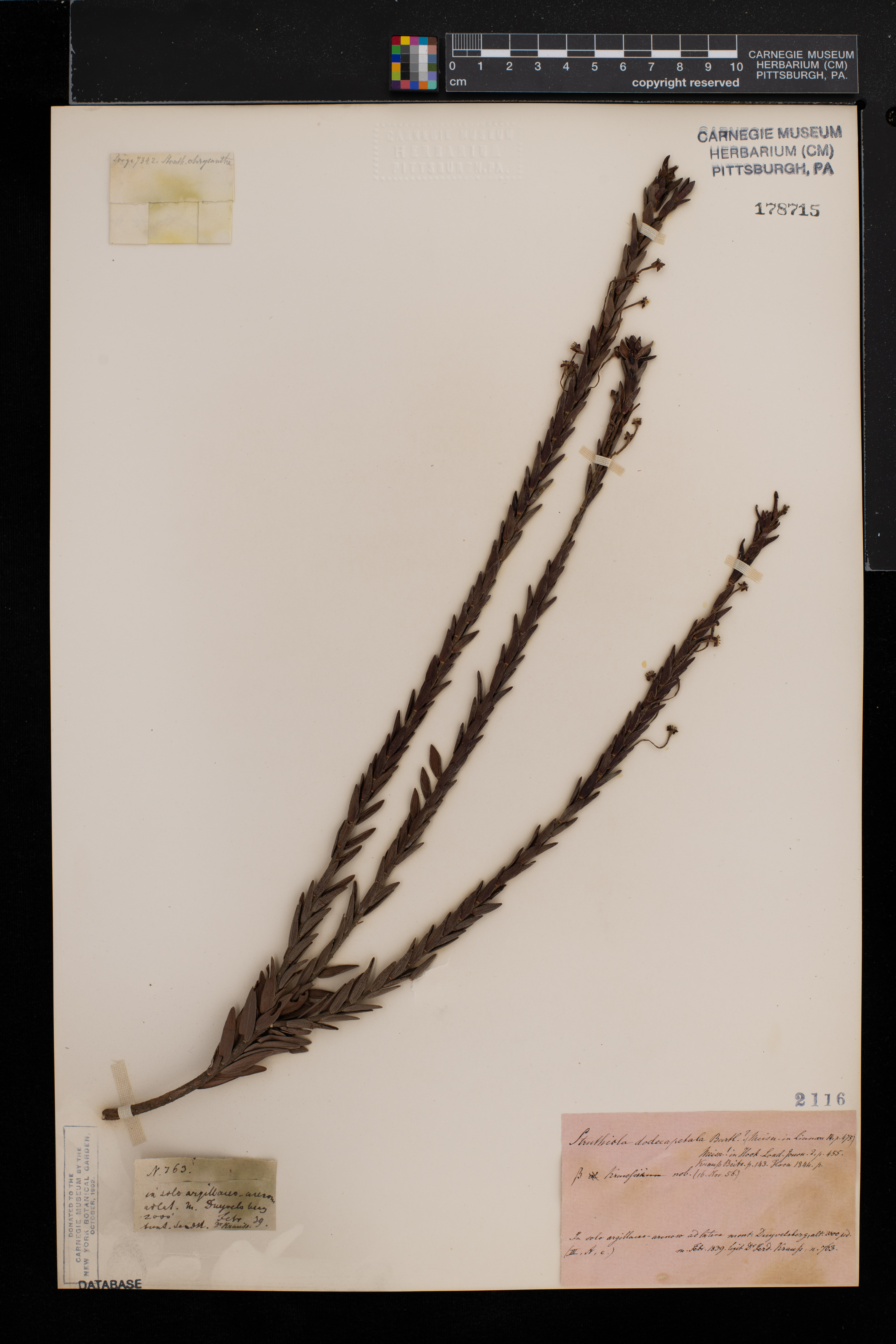 Struthiola dodecandra image