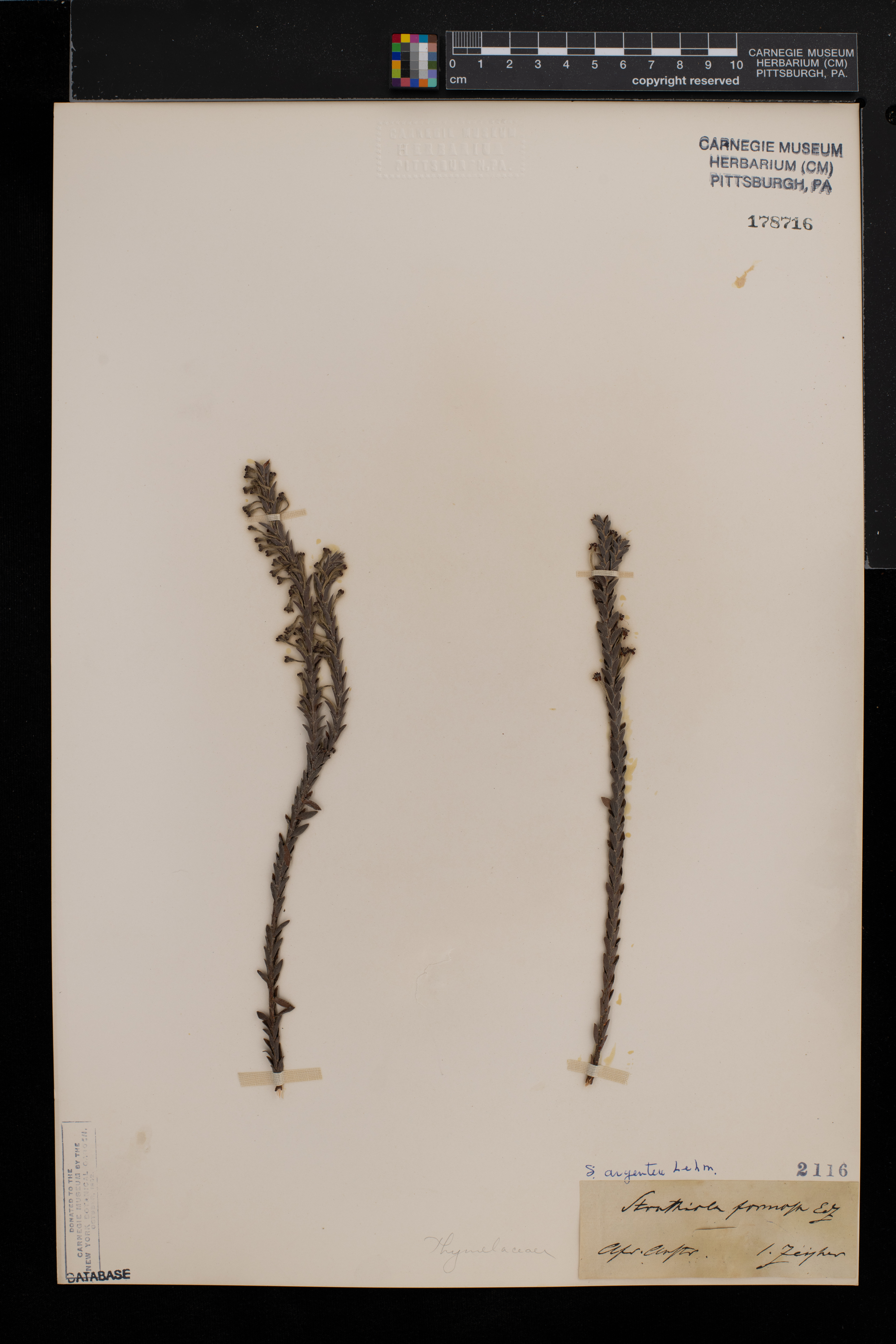 Struthiola argentea image