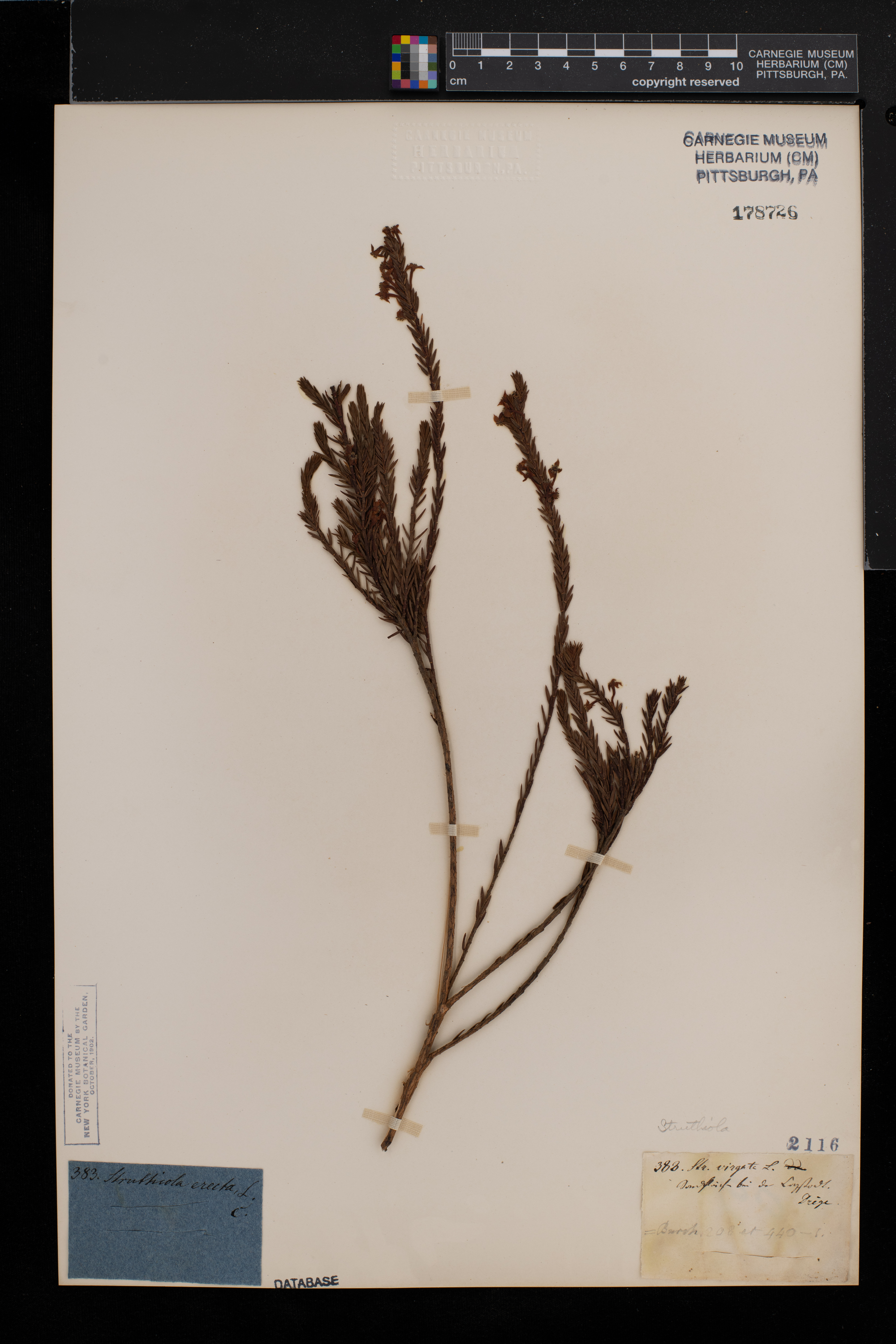 Struthiola virgata image