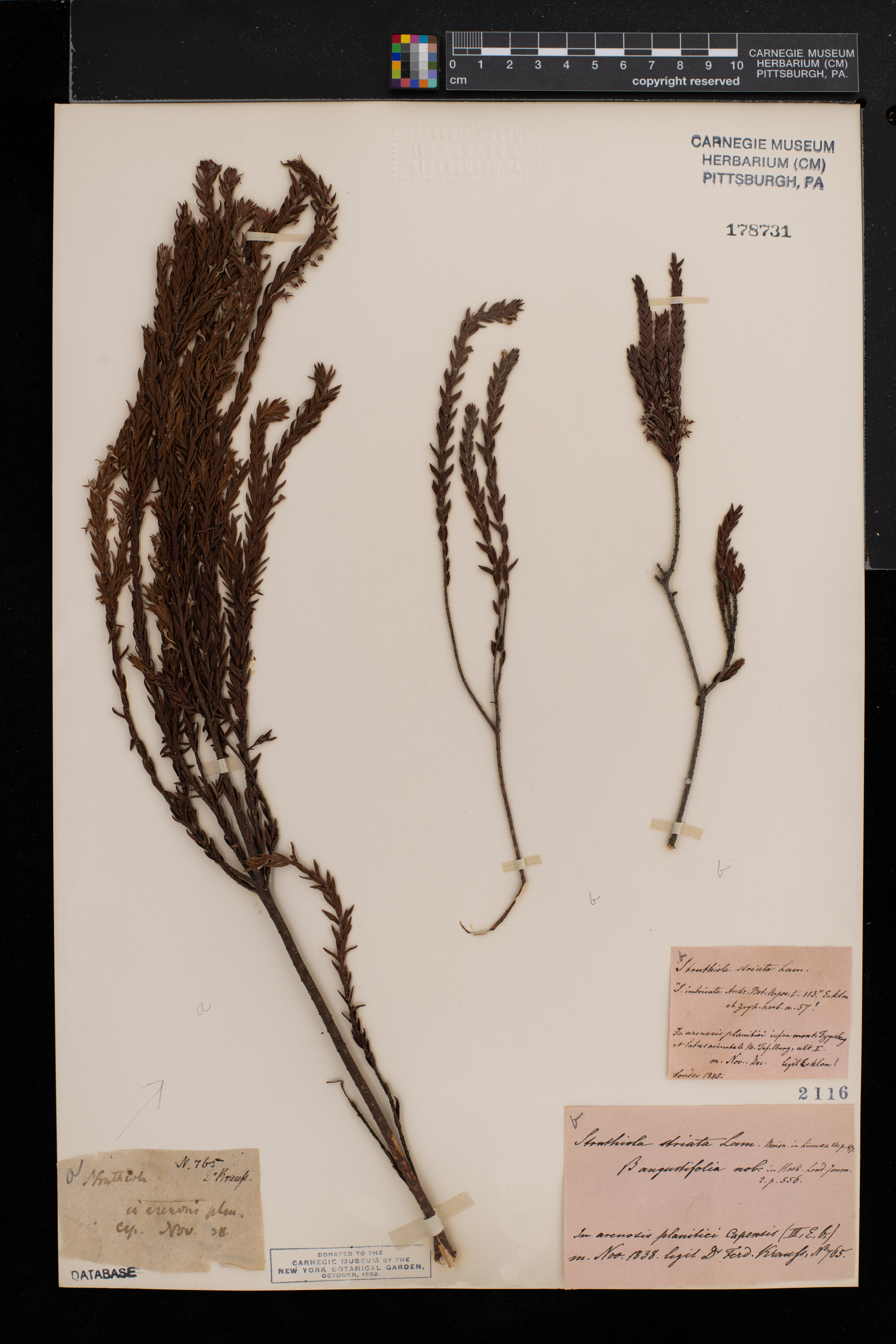 Struthiola striata image