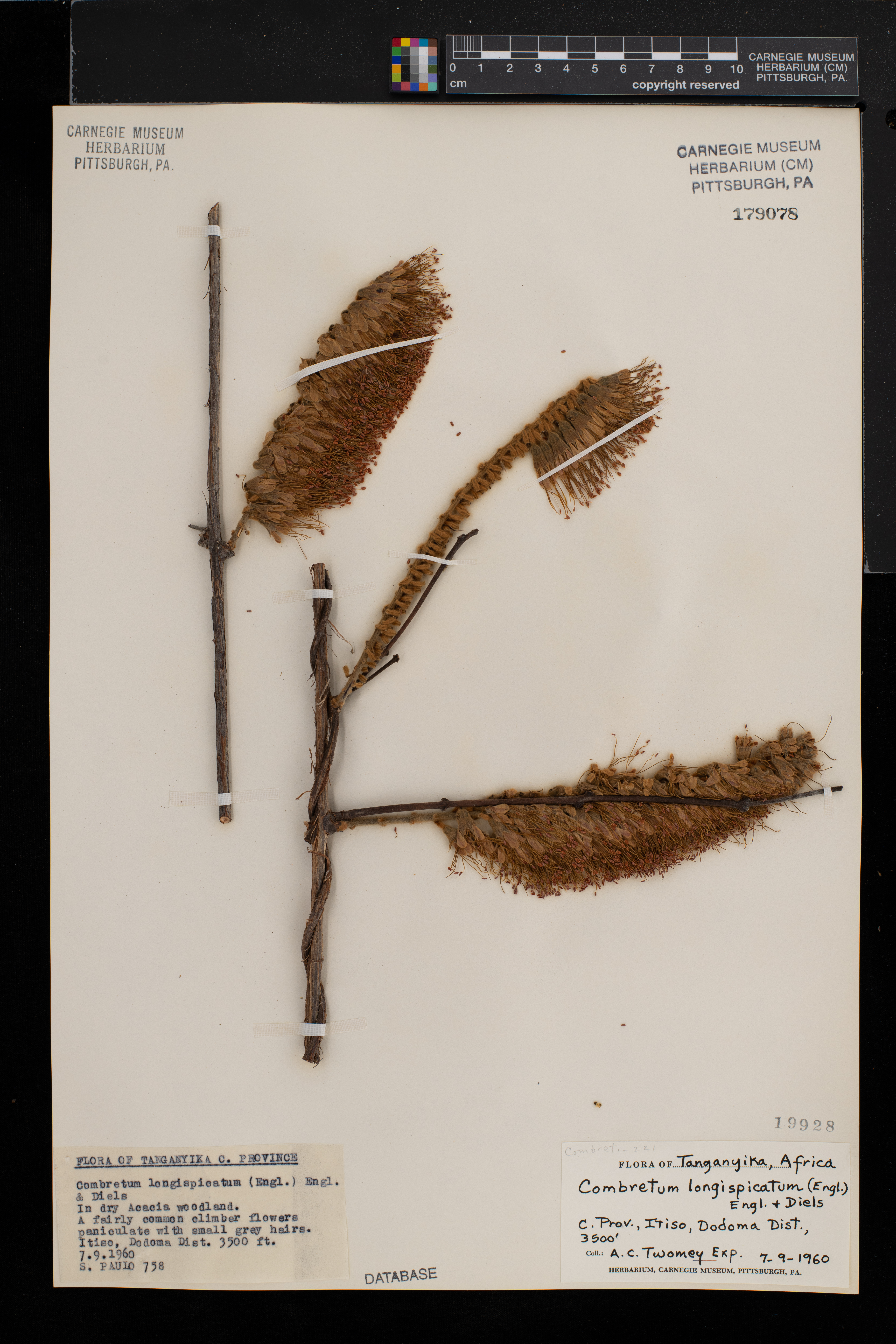 Combretum longispicatum image