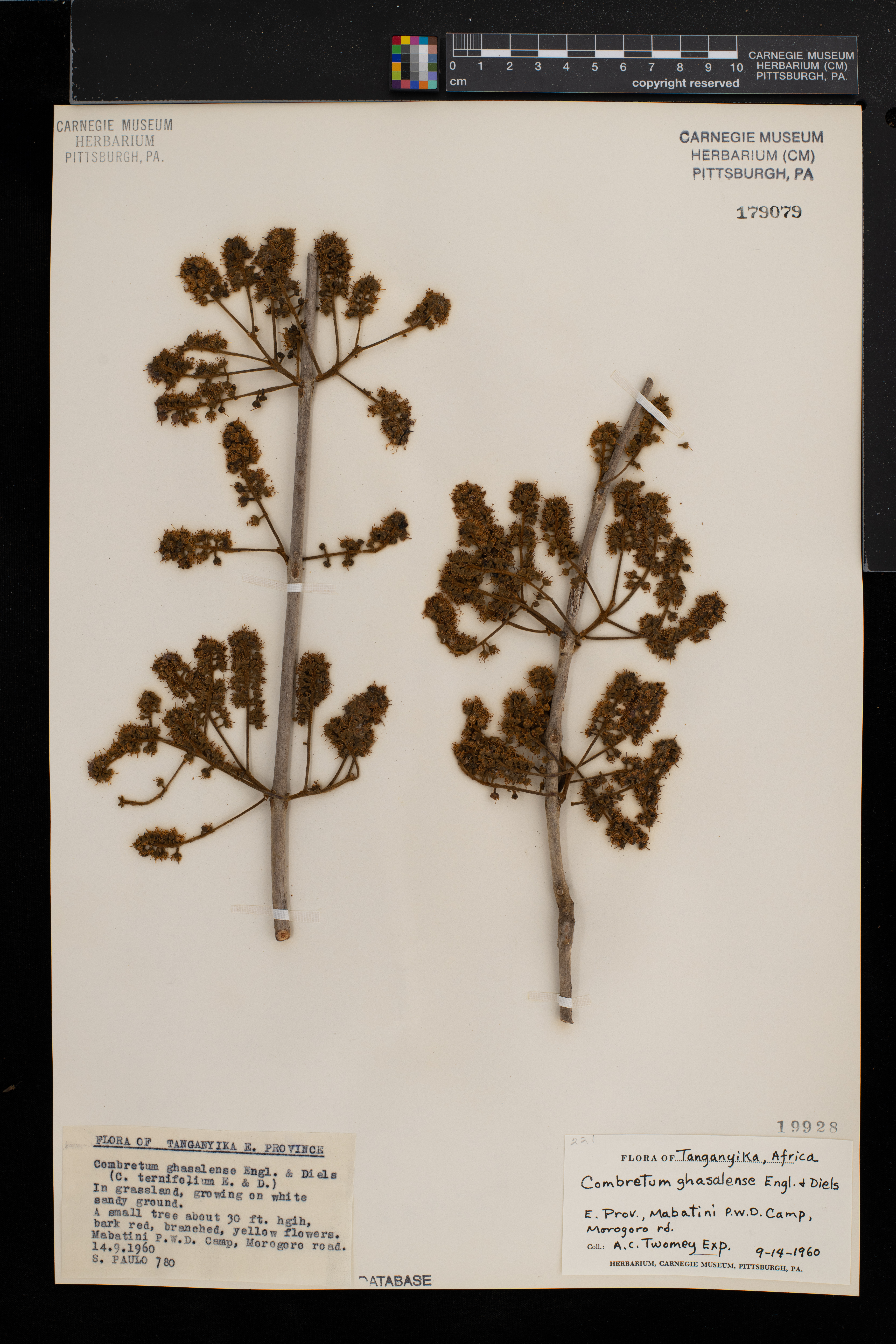 Combretum adenogonium image