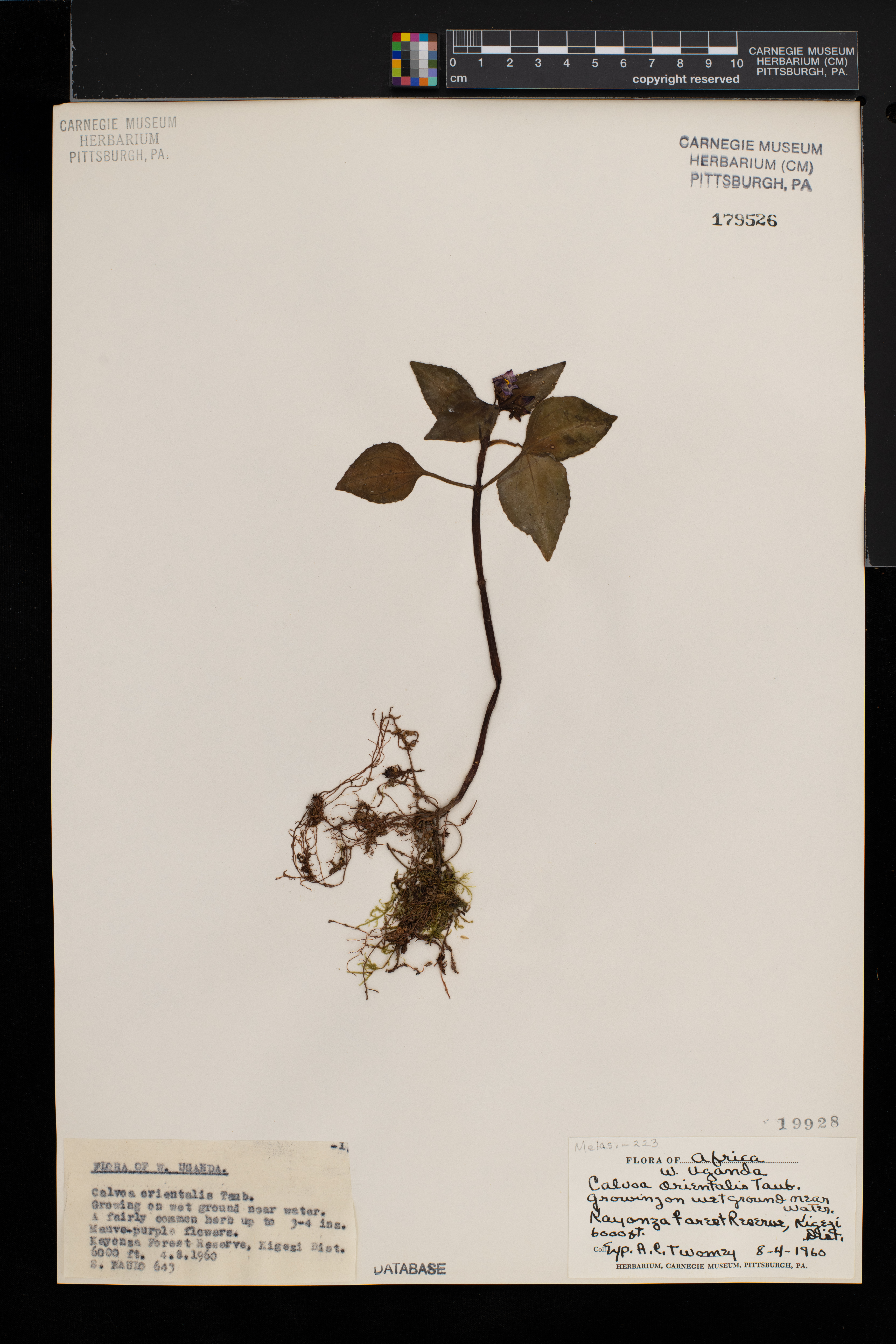 Calvoa orientalis image