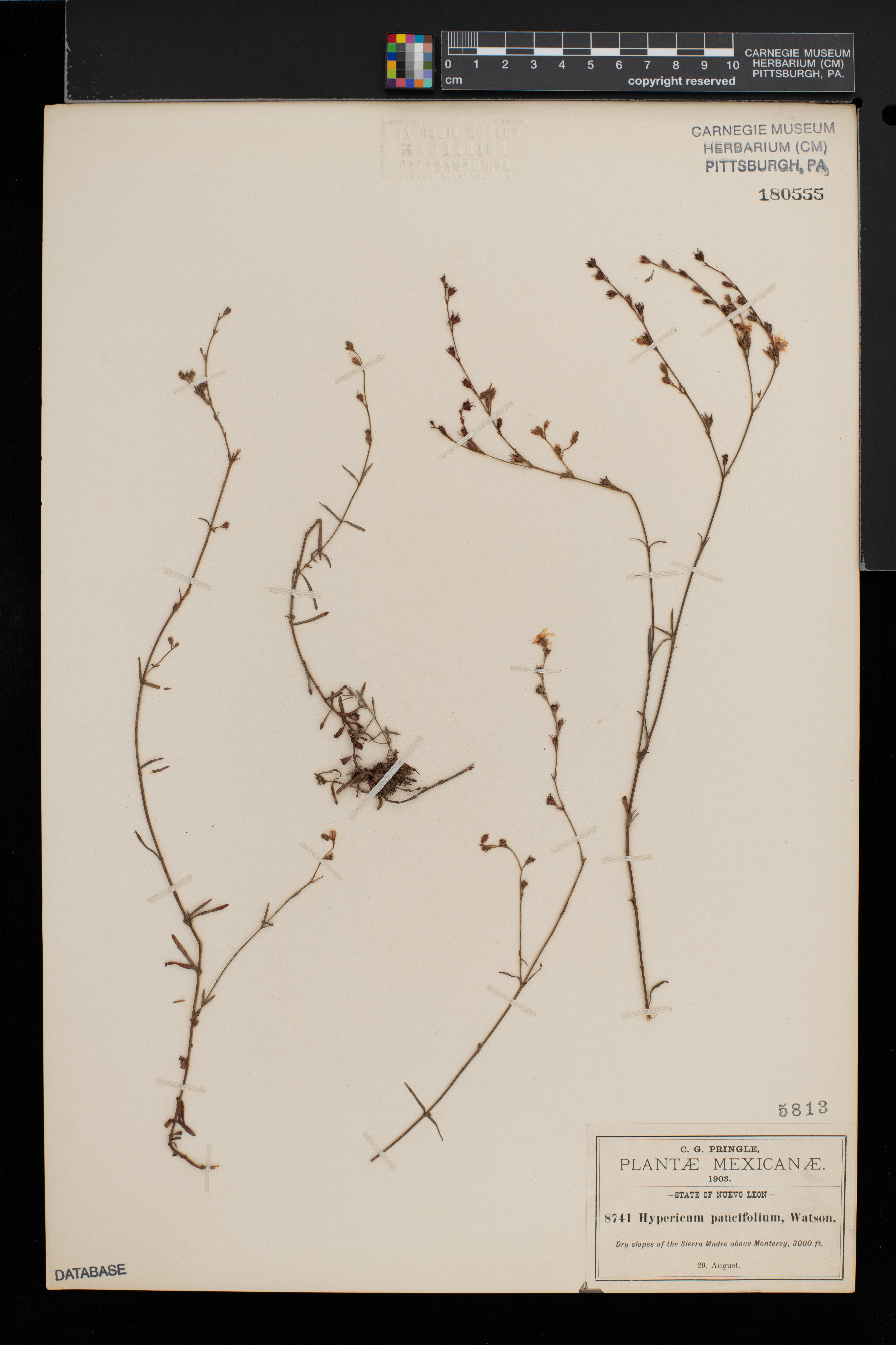 Hypericum paucifolium image