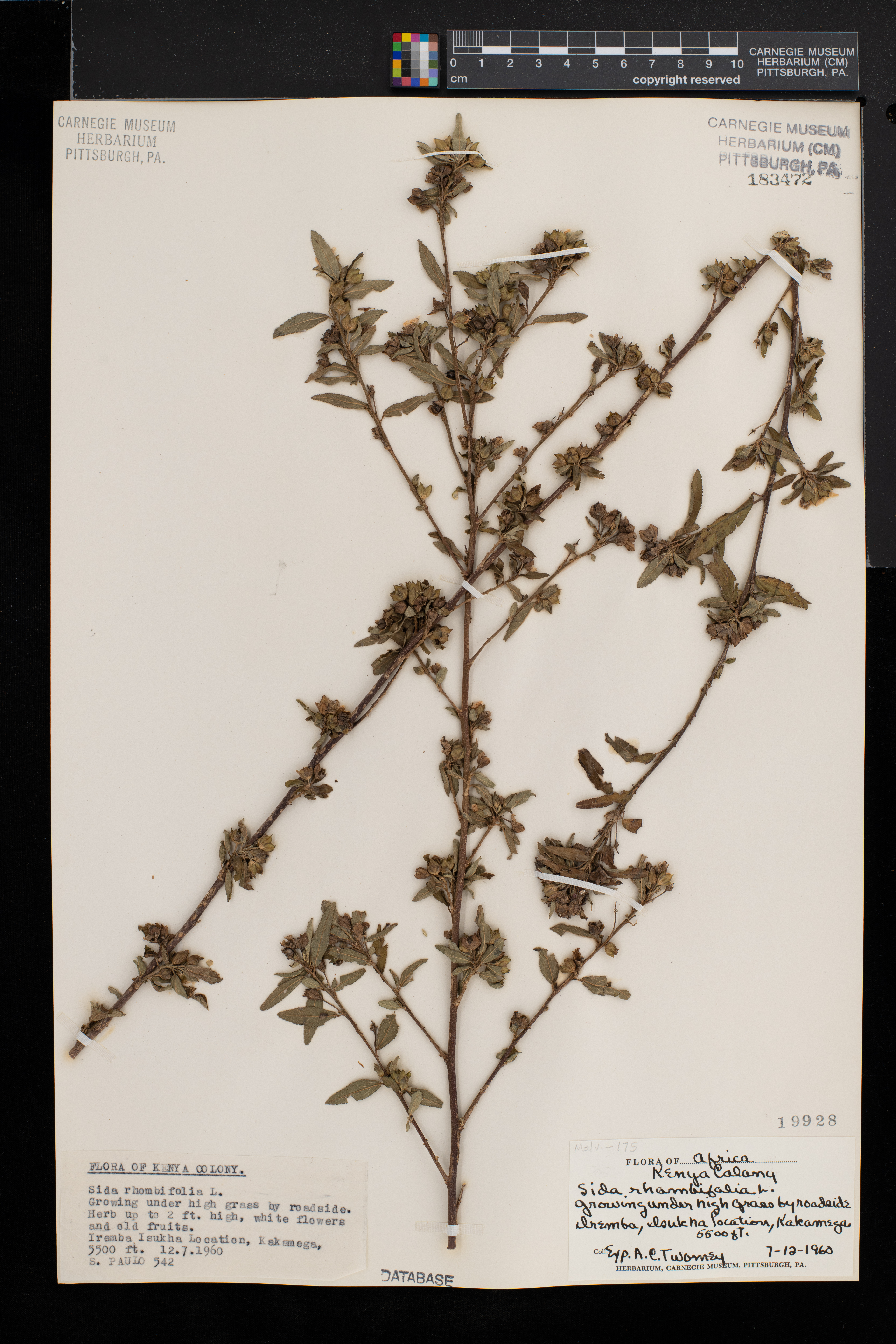 Sida cuneifolia image