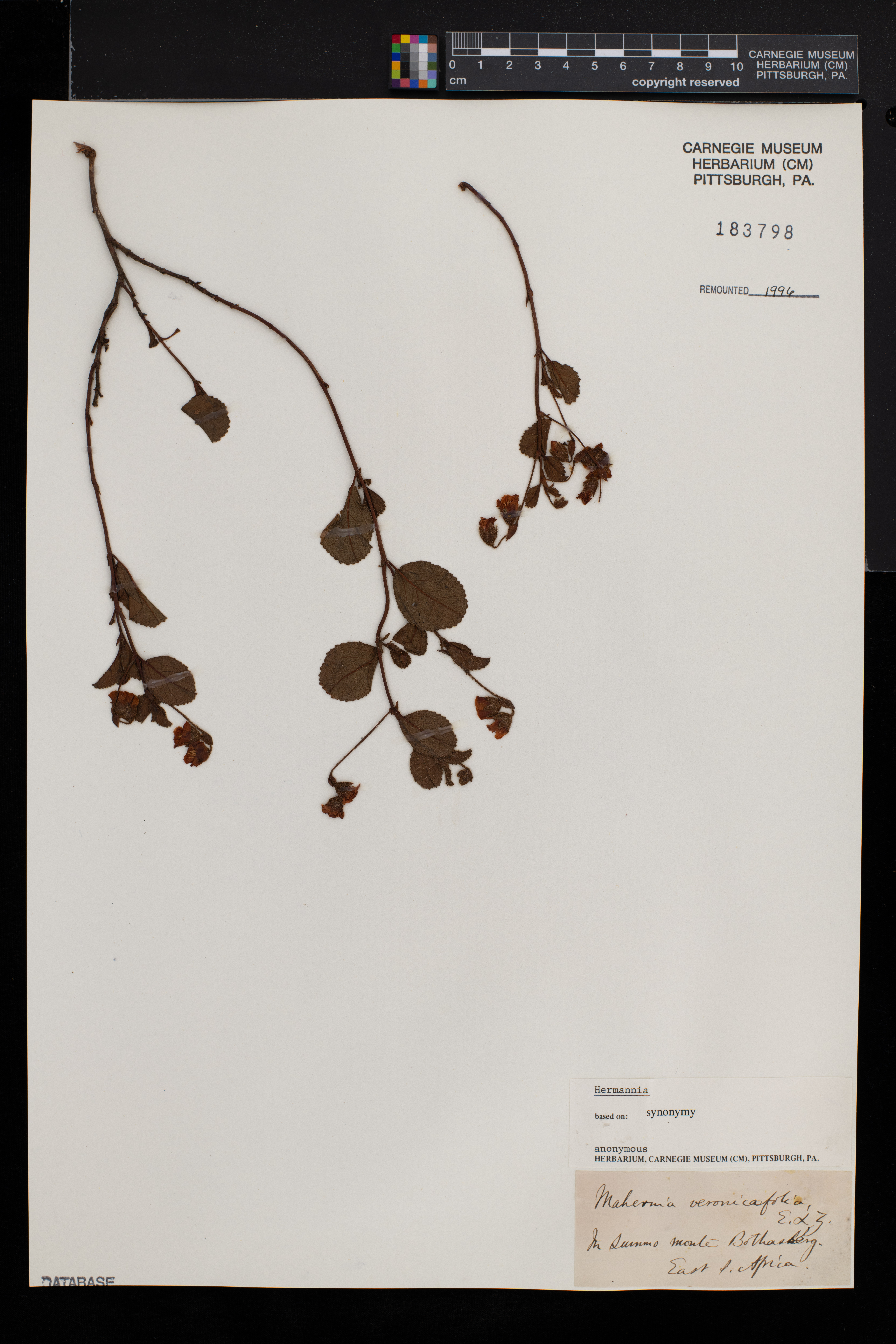 Hermannia veronicifolia image