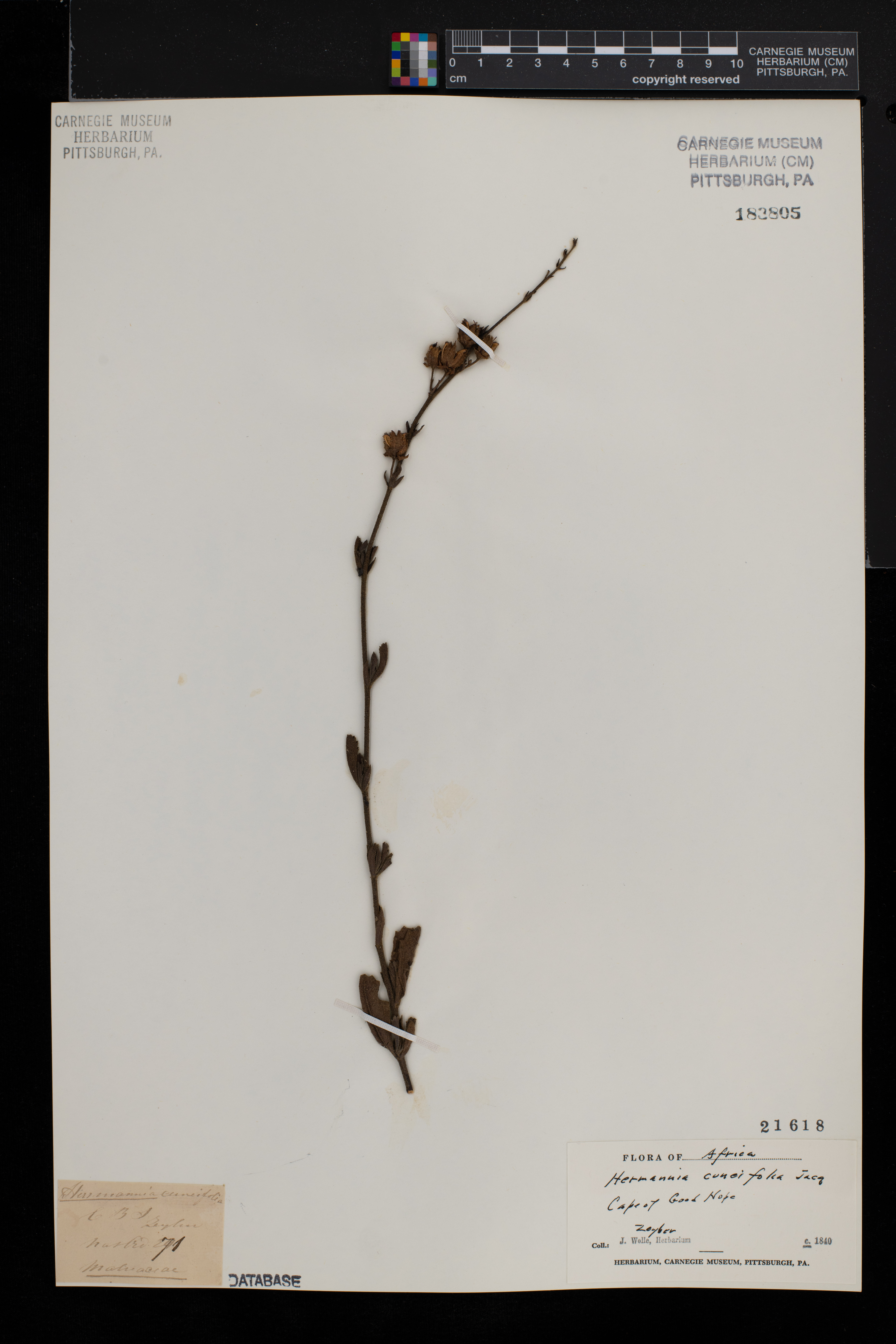 Hermannia cuneifolia image