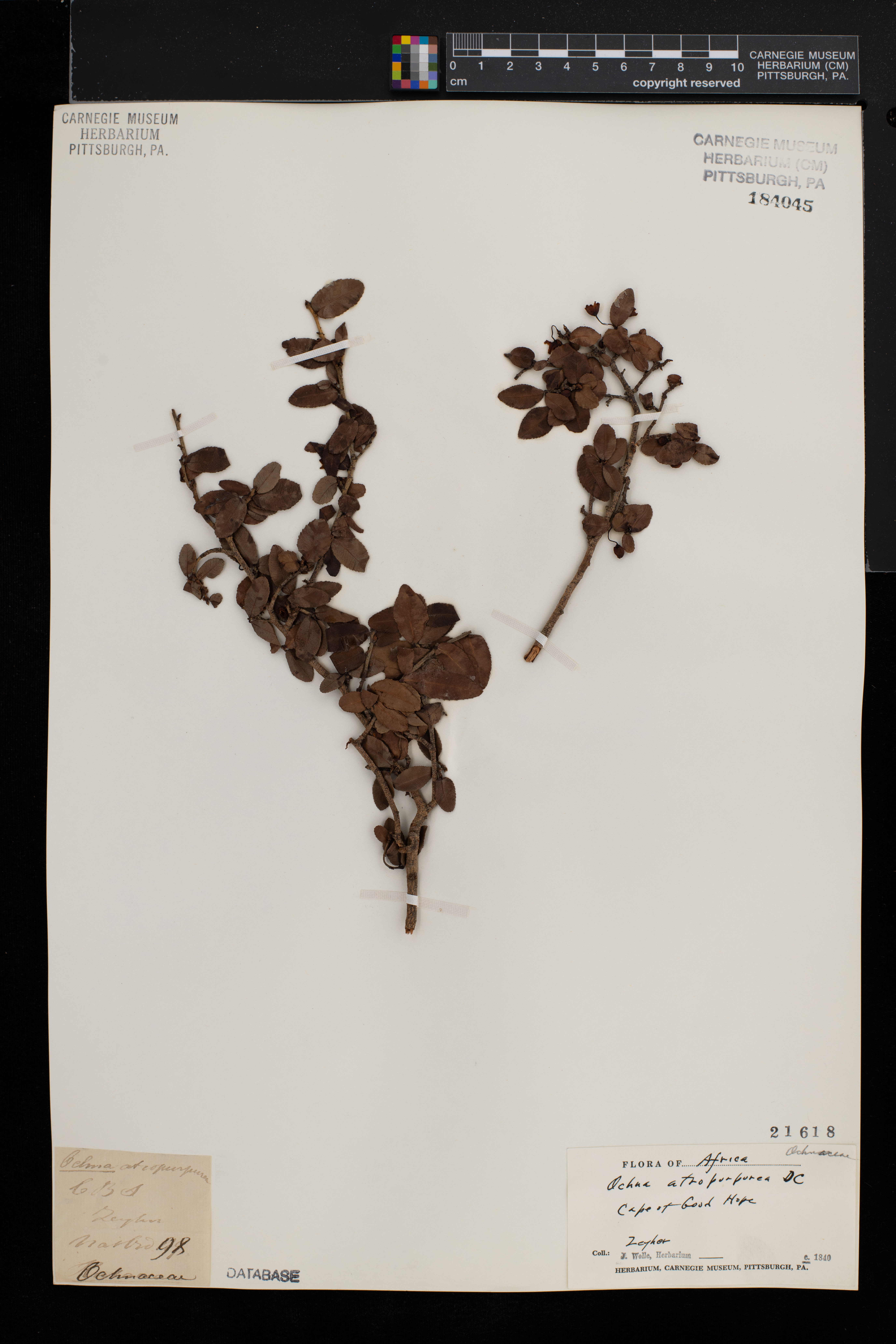 Ochna atropurpurea image