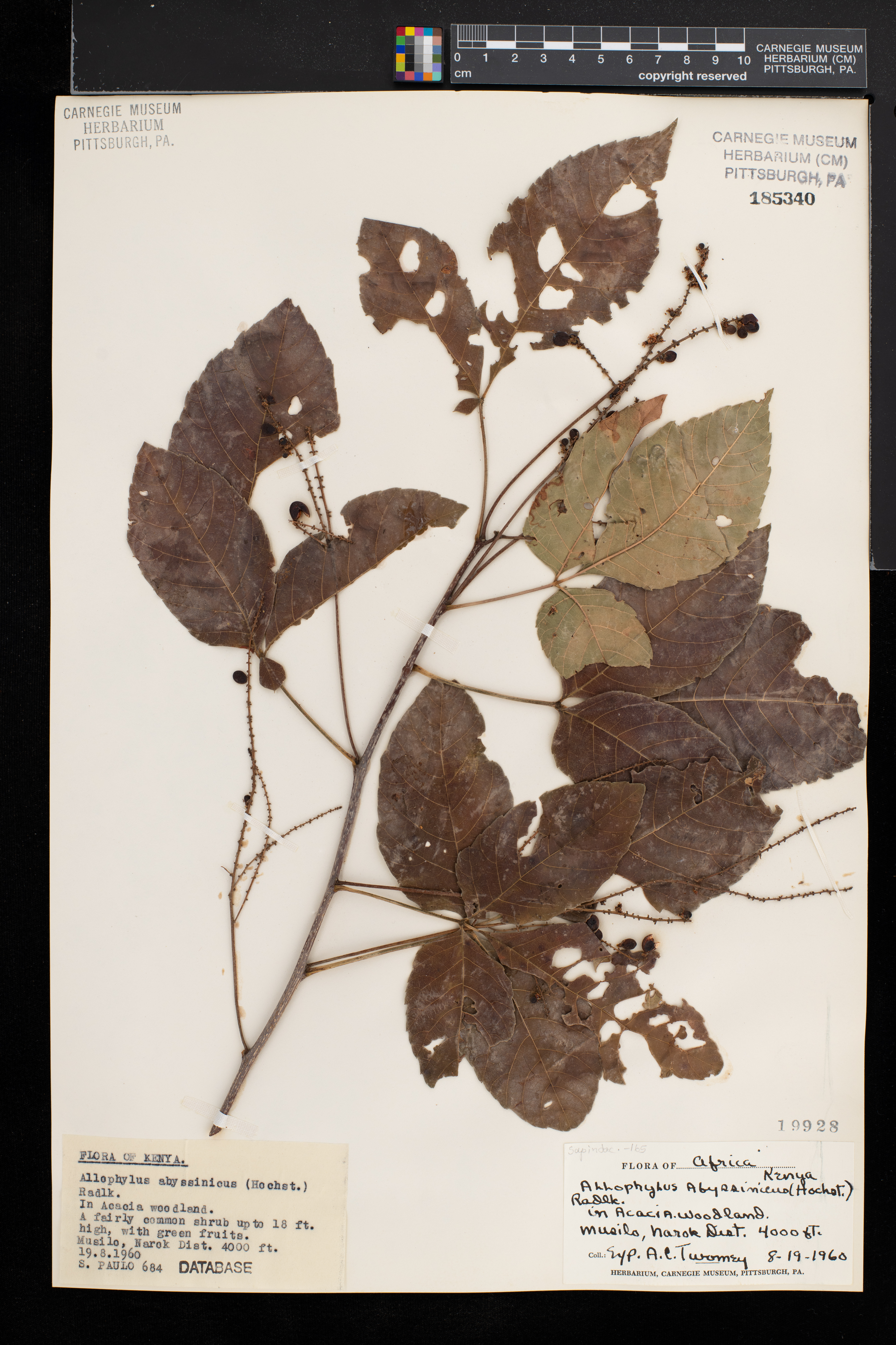 Allophylus abyssinicus image
