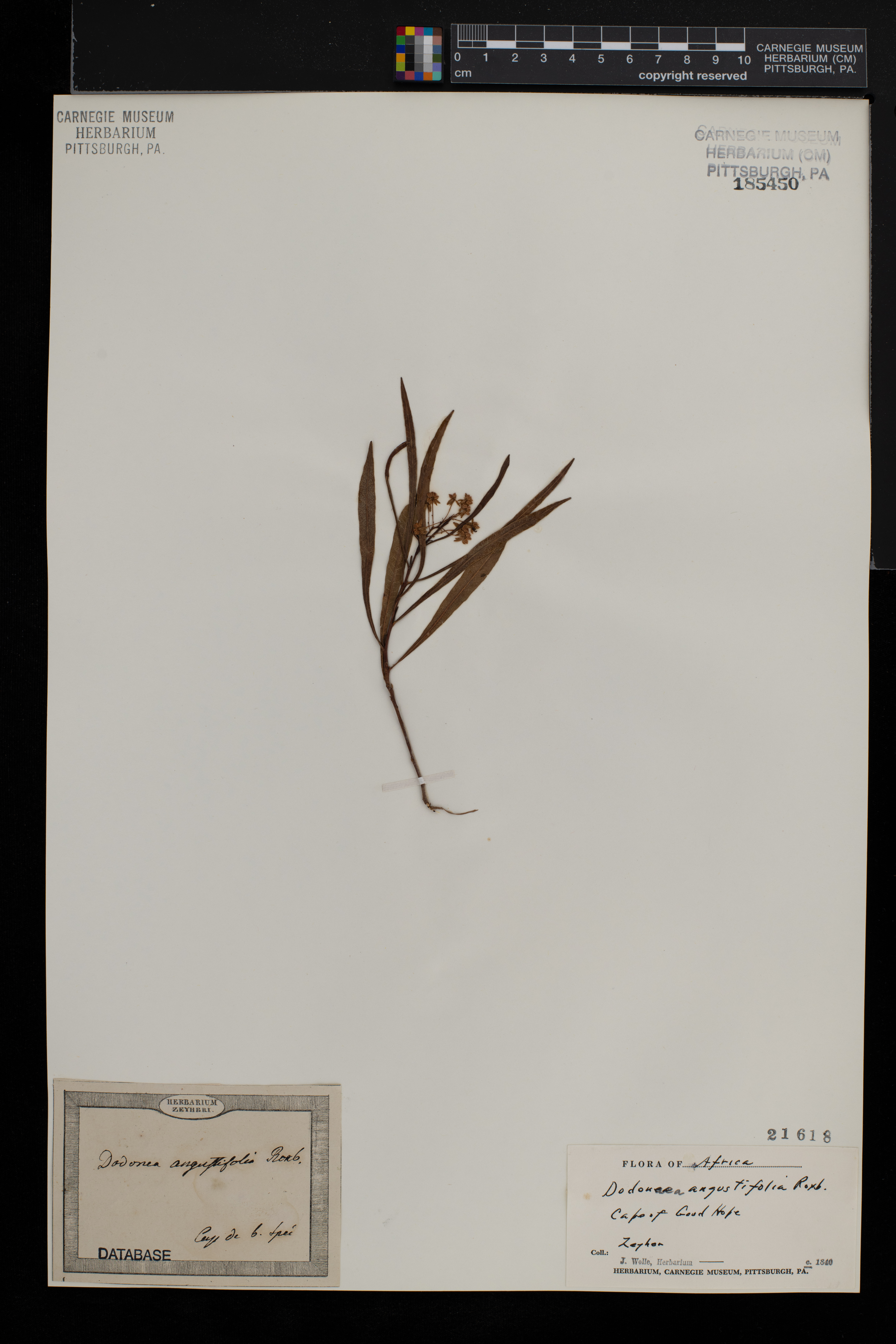 Dodonaea angustifolia image