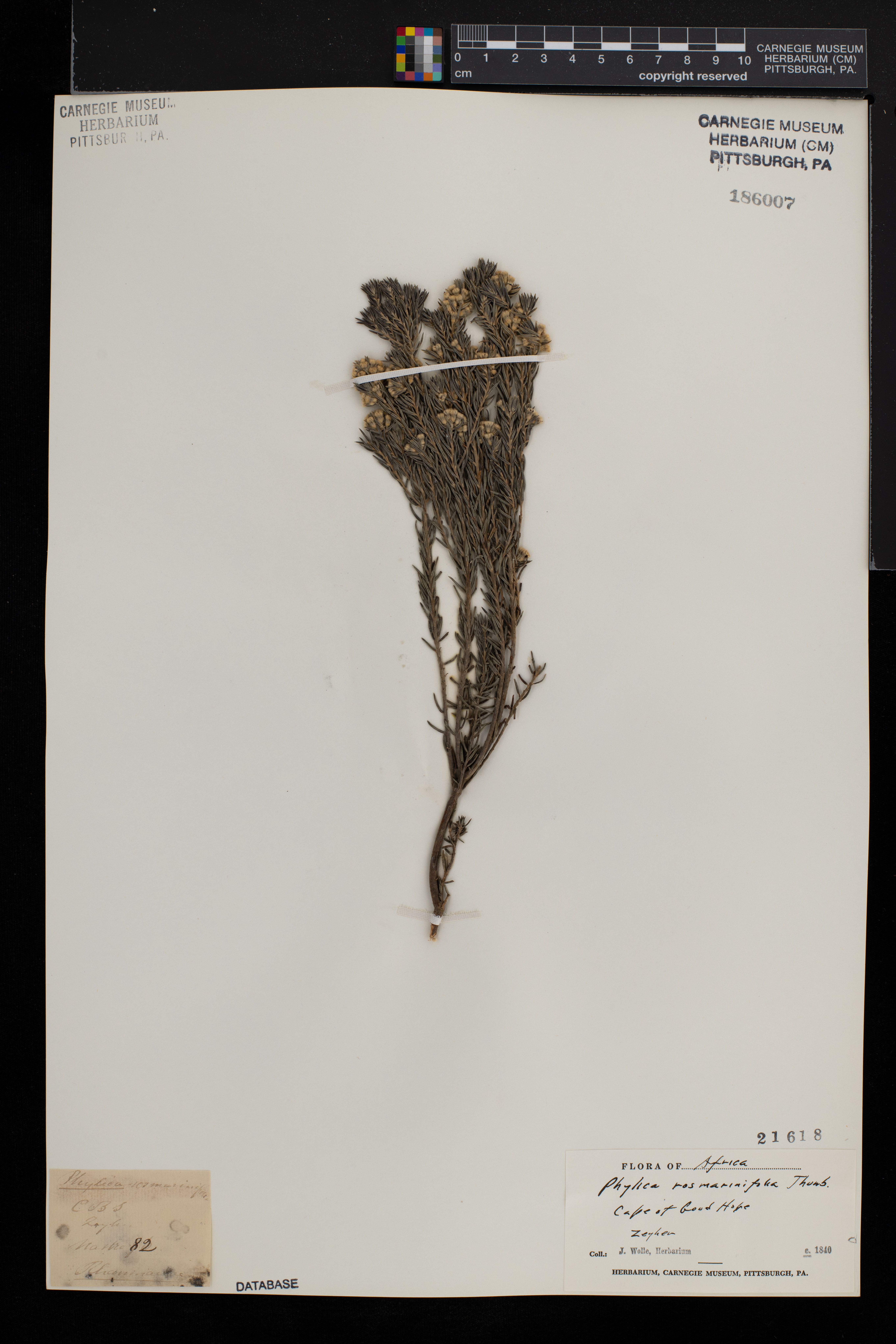 Phylica rosmarinifolia image