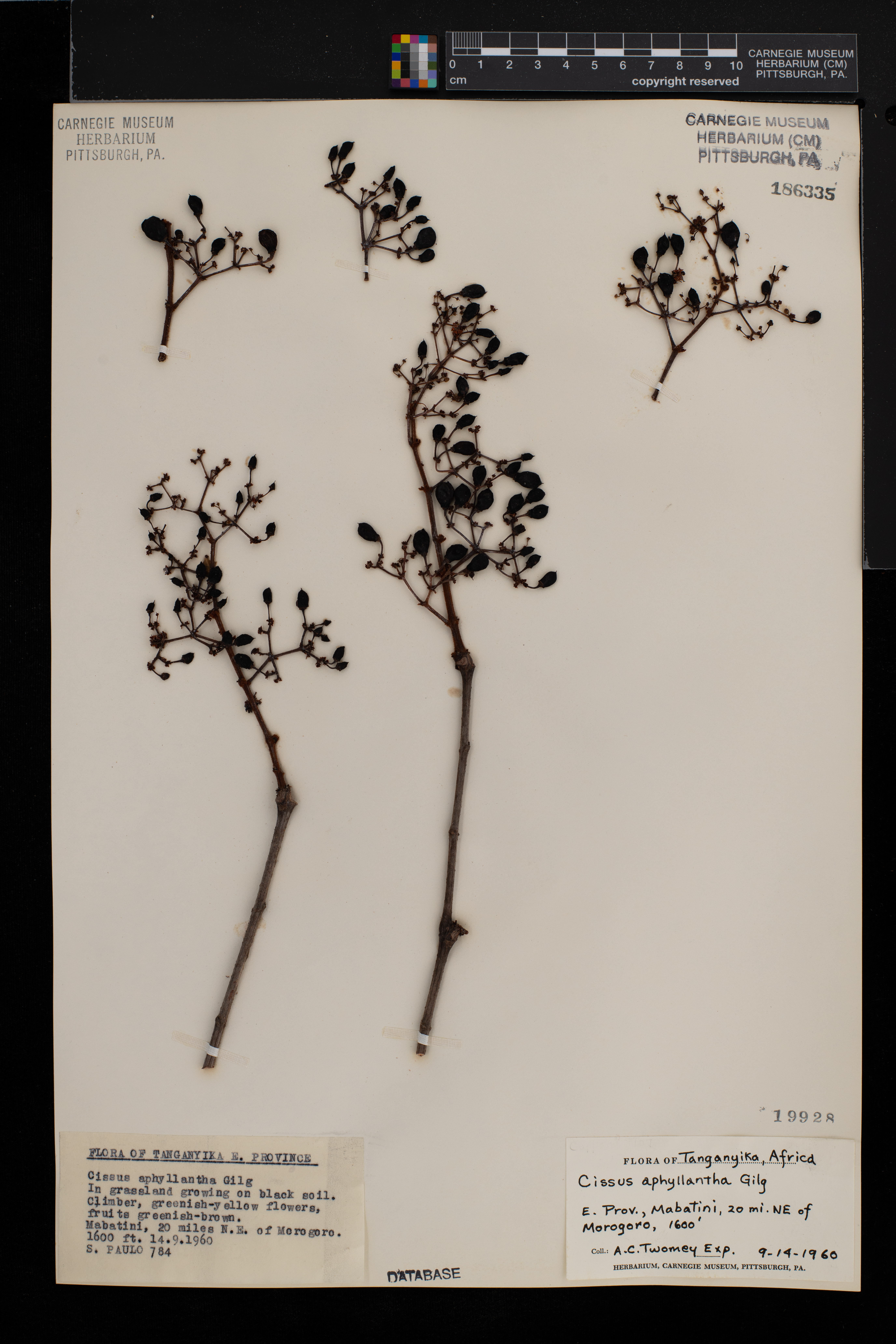 Cissus aphyllantha image