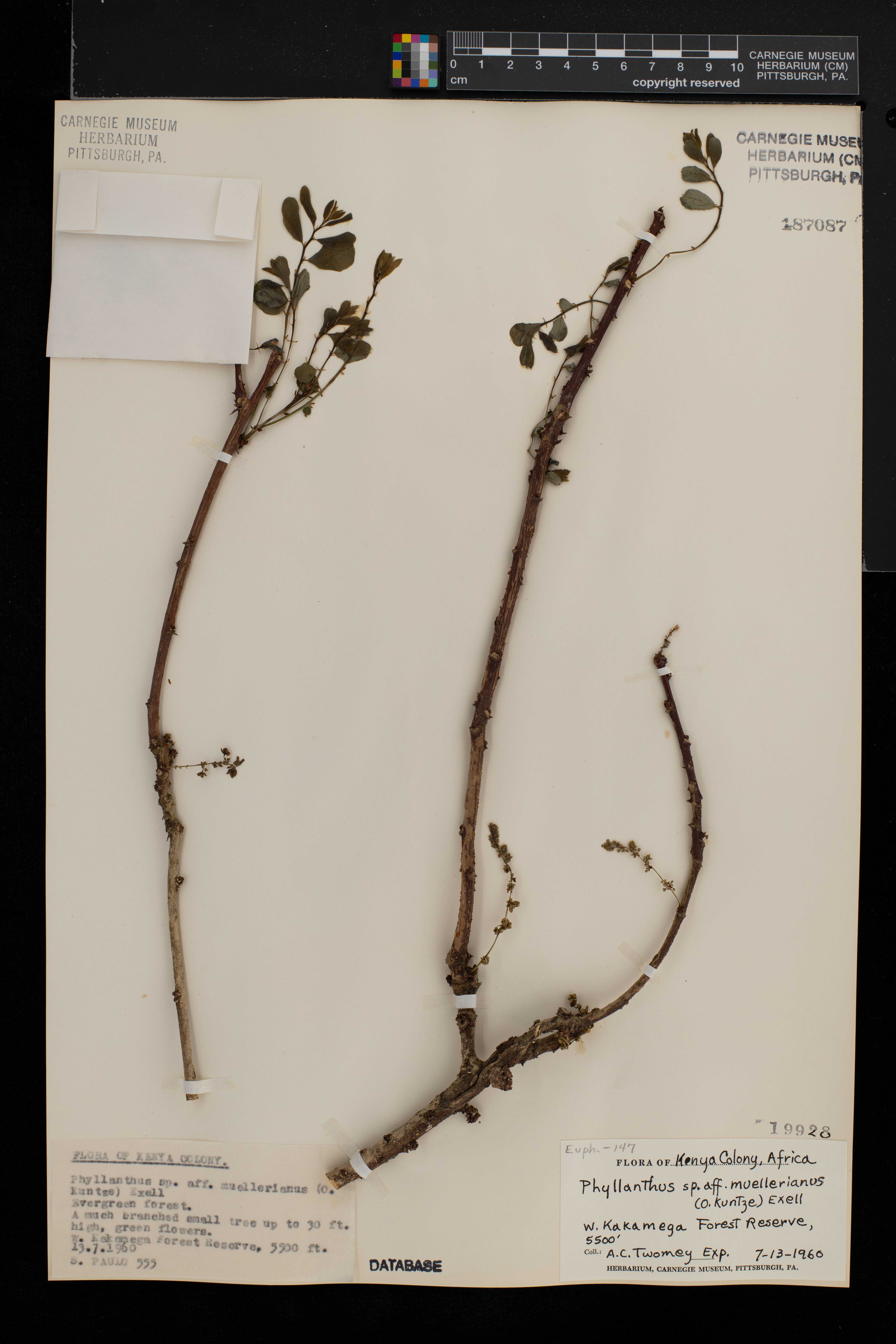 Phyllanthus muellerianus image