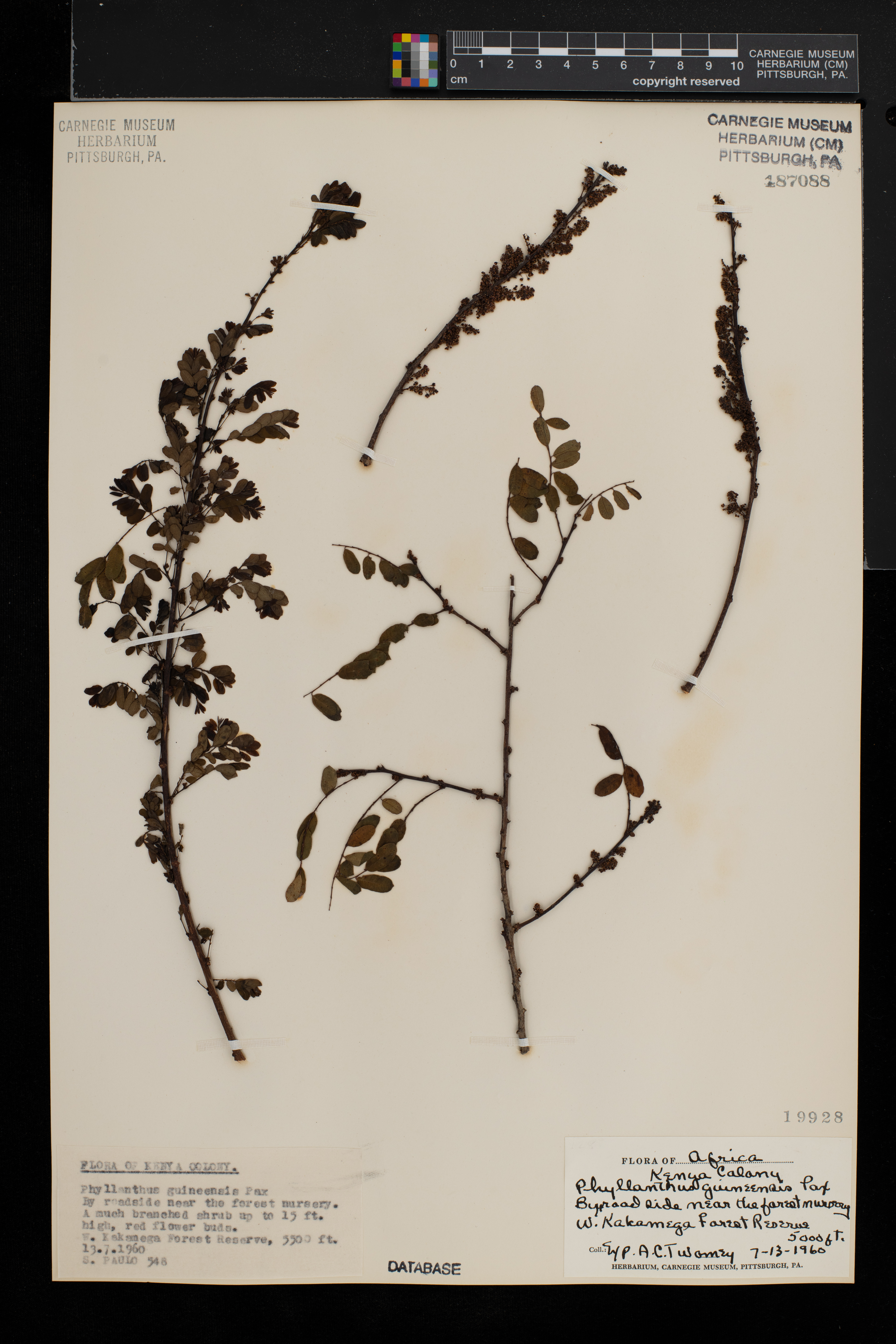 Phyllanthus ovalifolius image