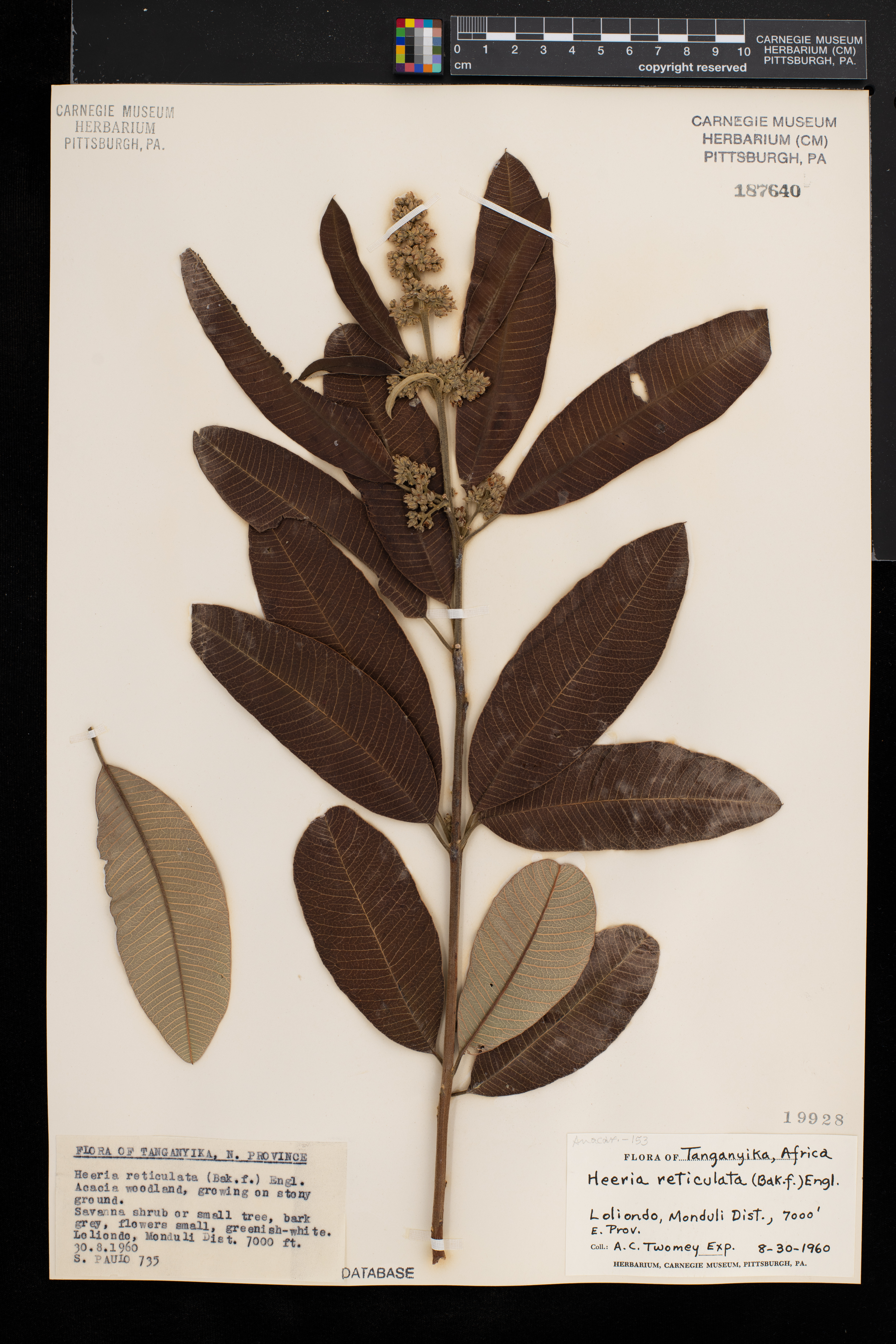 Ozoroa insignis subsp. reticulata image