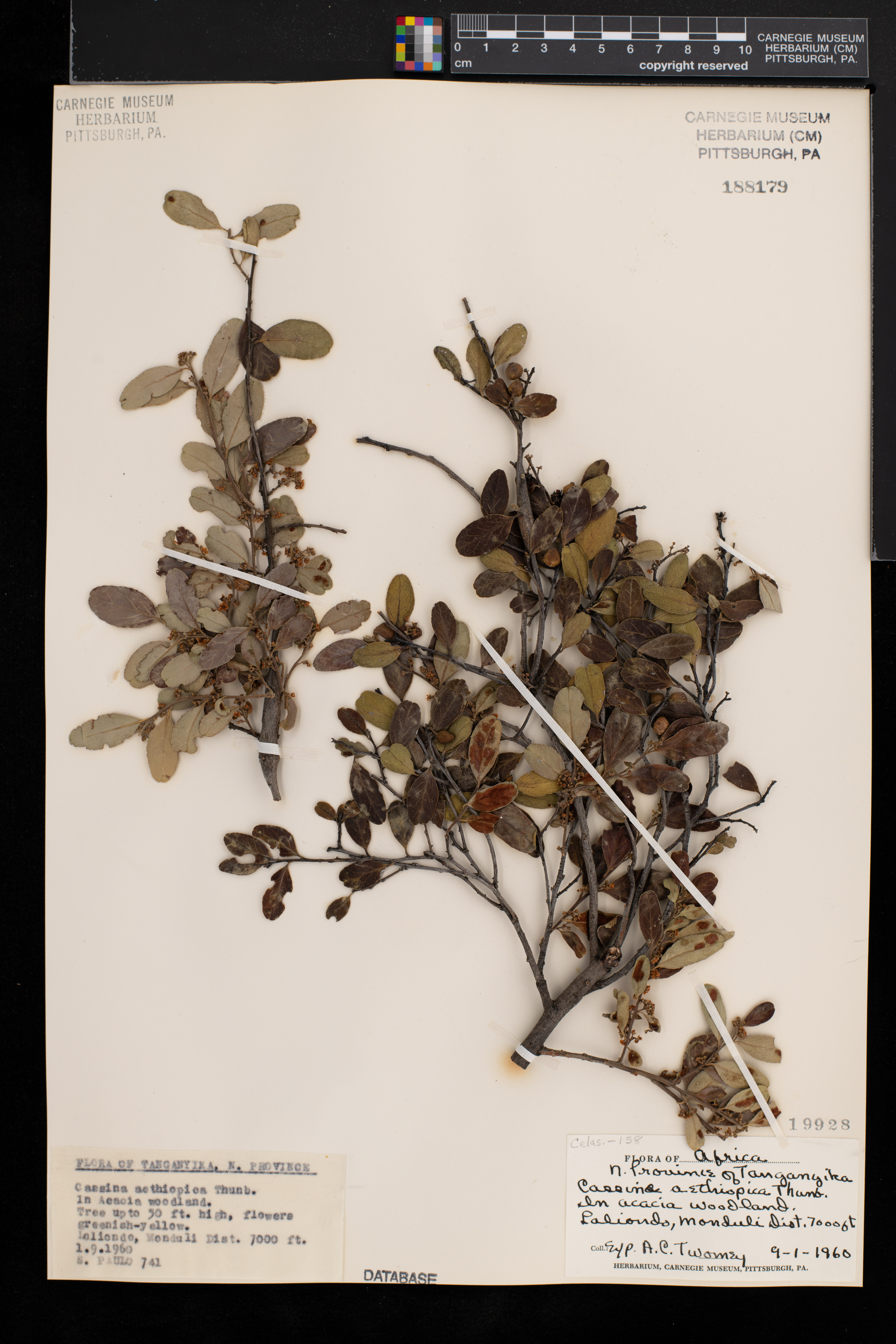 Mystroxylon aethiopicum subsp. aethiopicum image