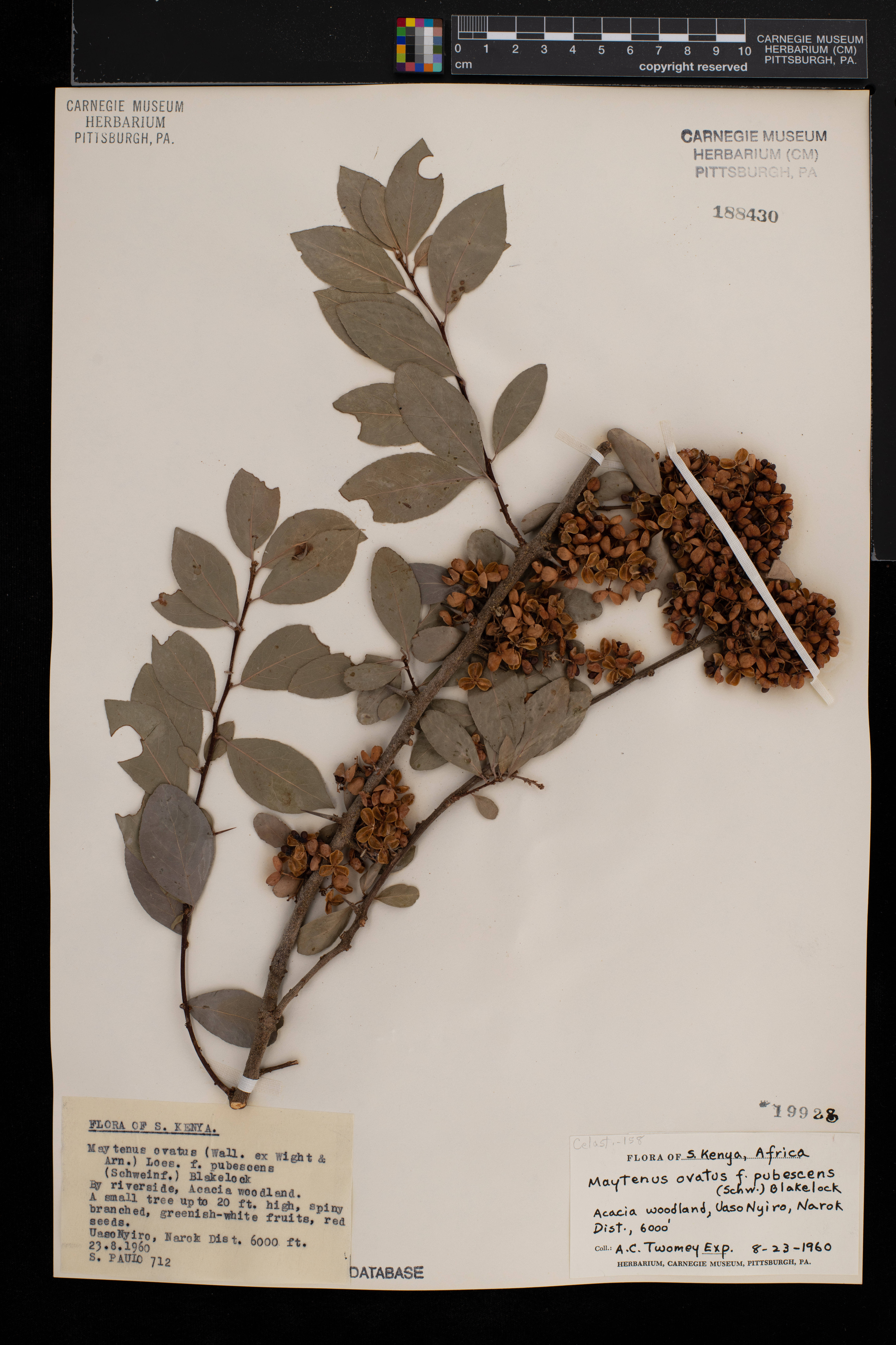 Gymnosporia arbutifolia image