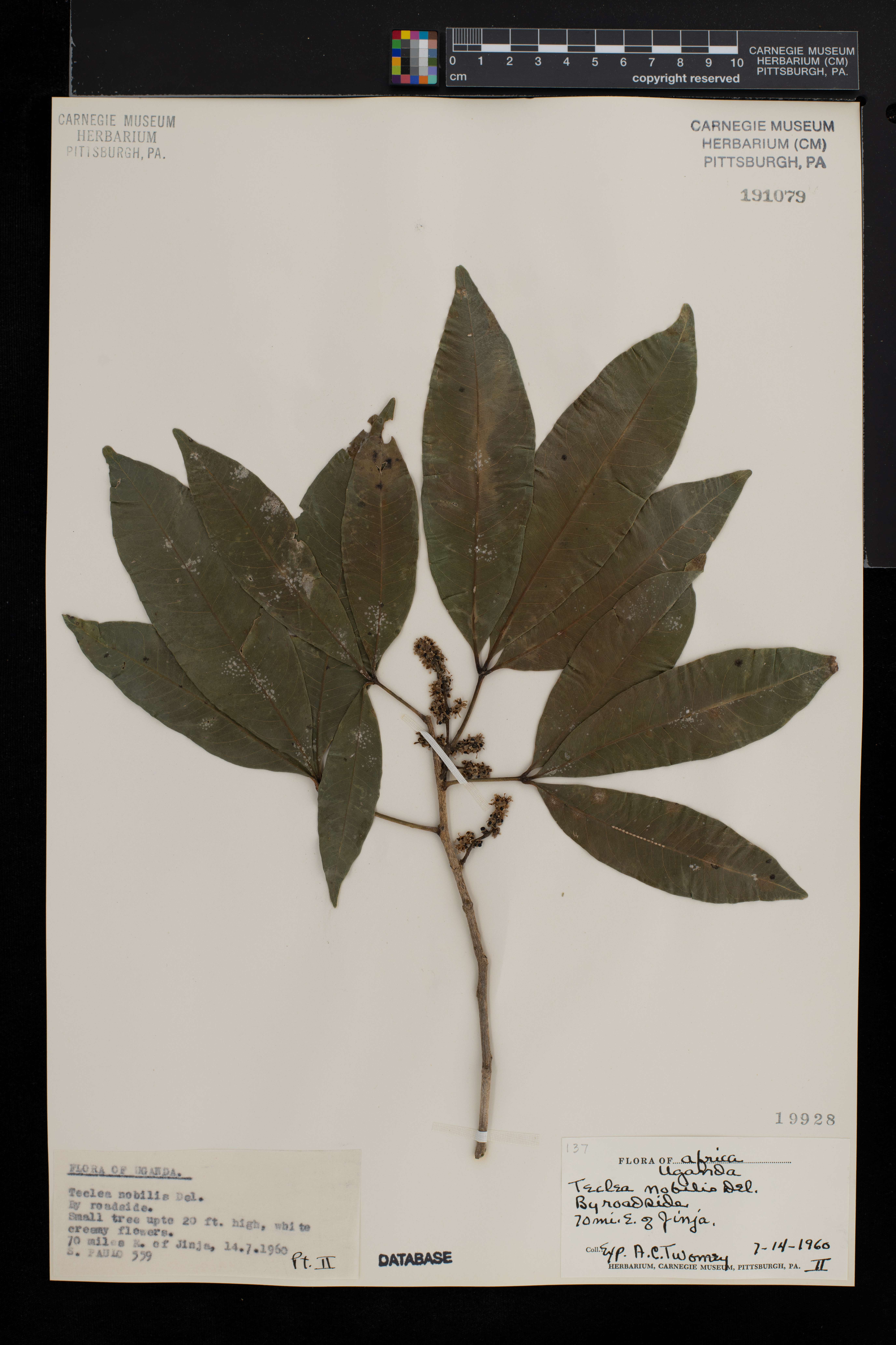 Vepris nobilis image