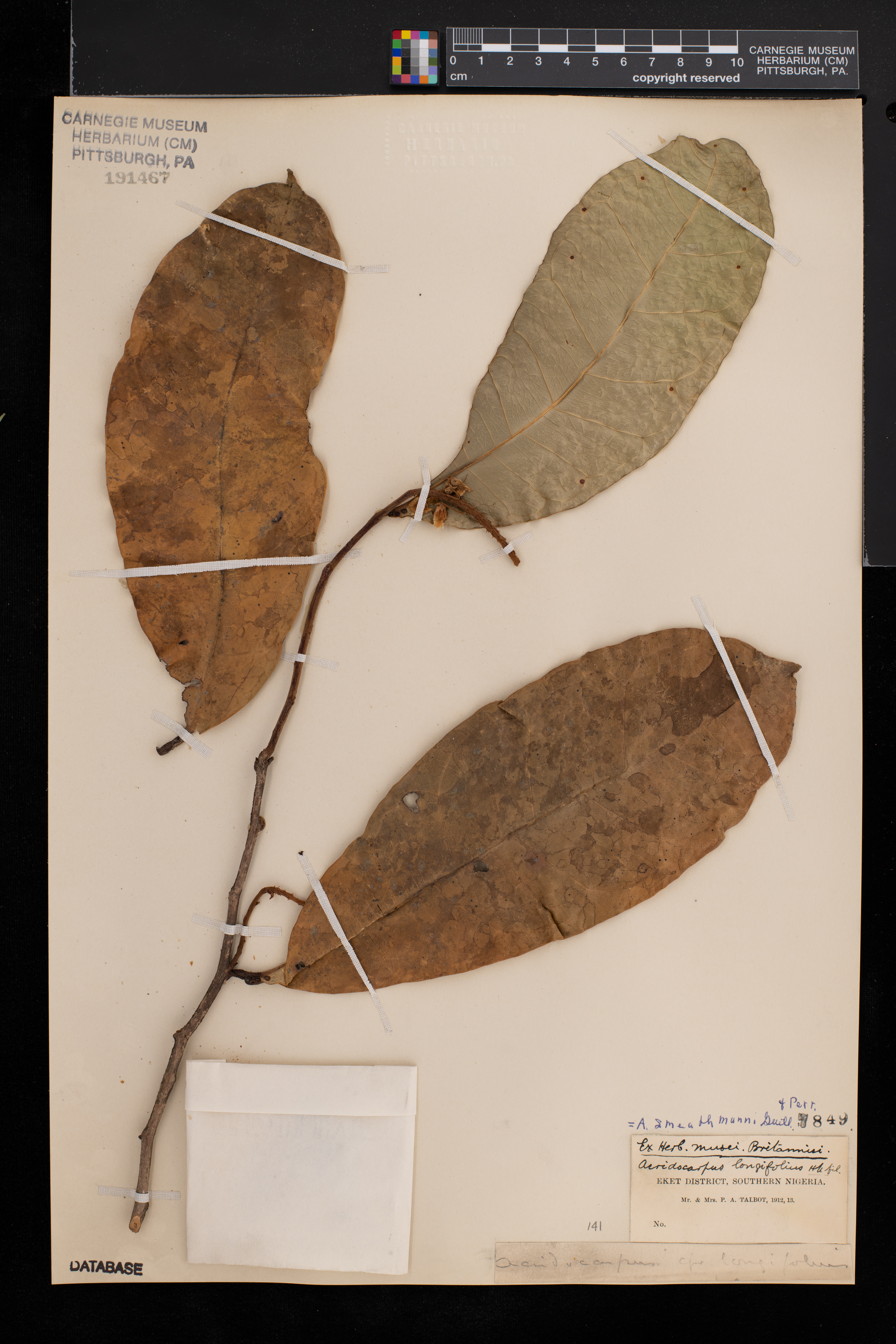 Acridocarpus longifolius image