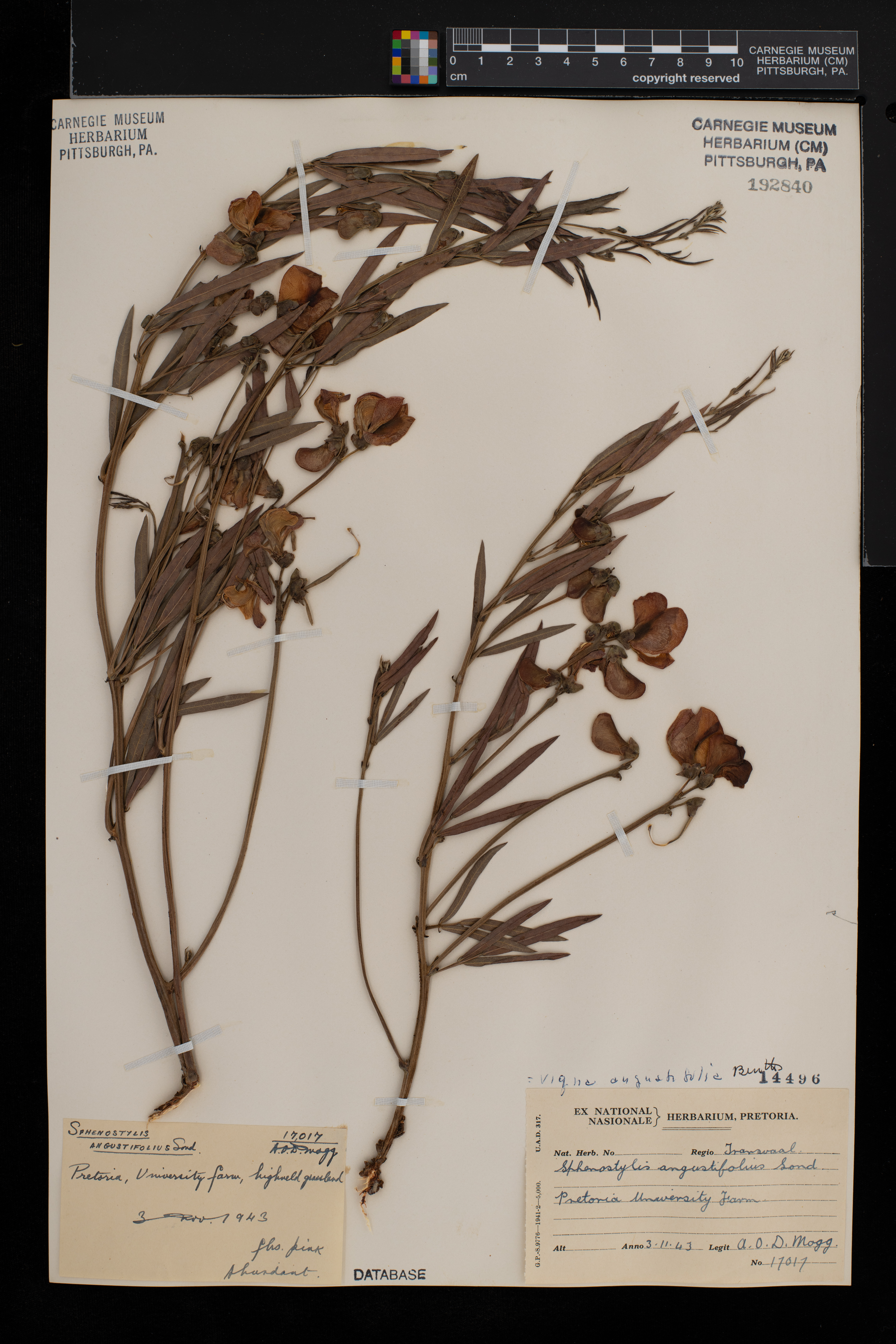 Vigna angustifolia image