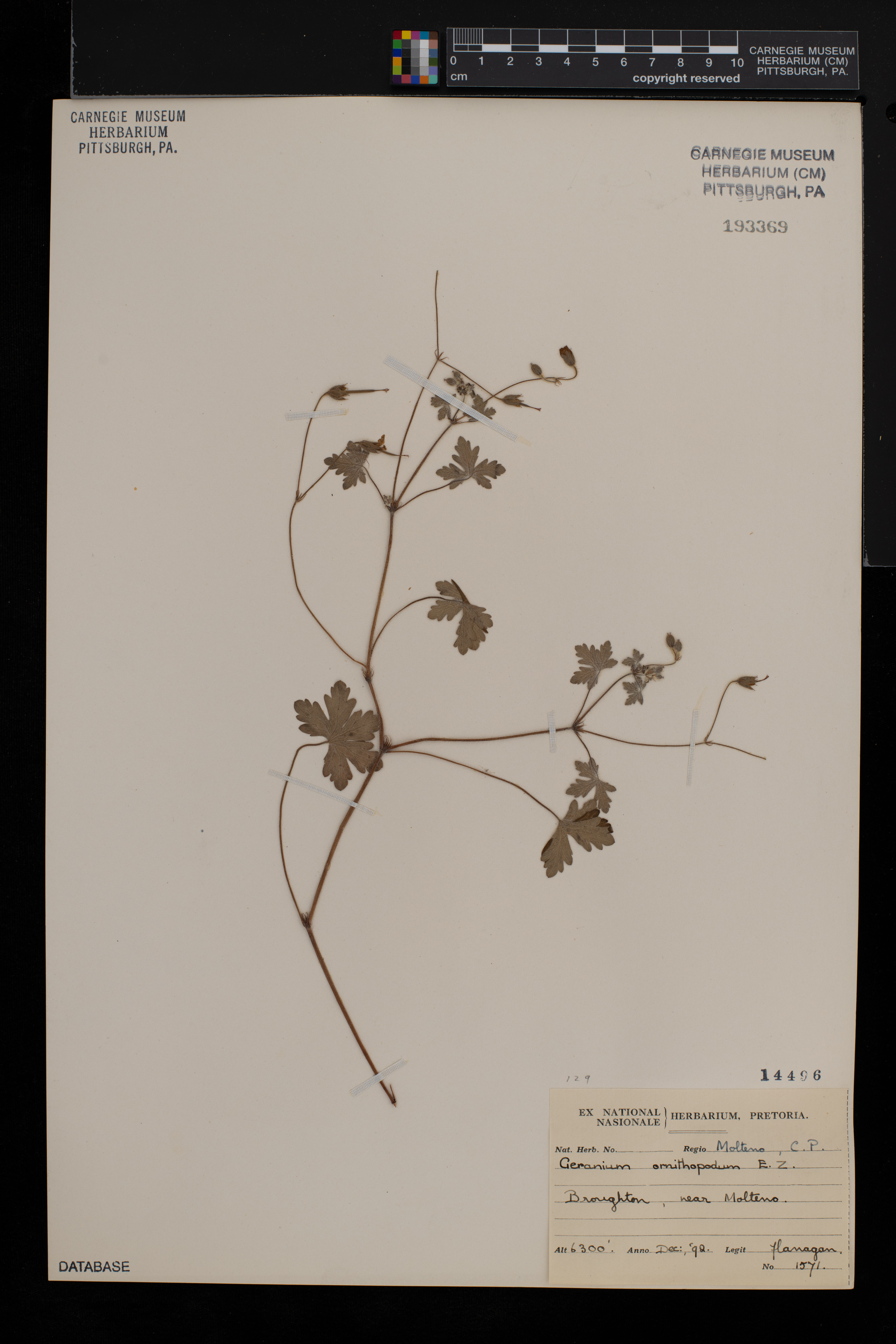 Geranium ornithopodon image