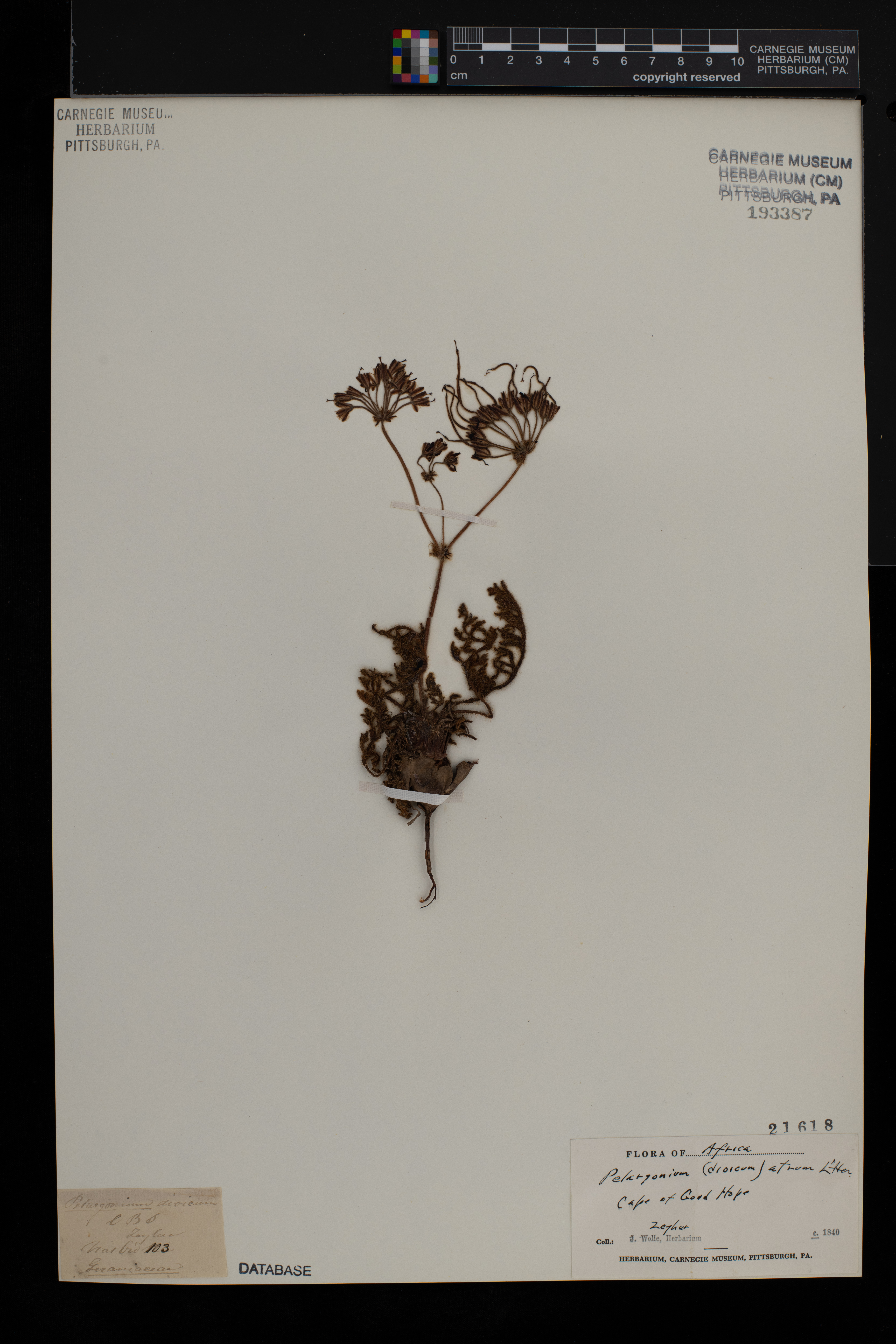 Pelargonium auritum image