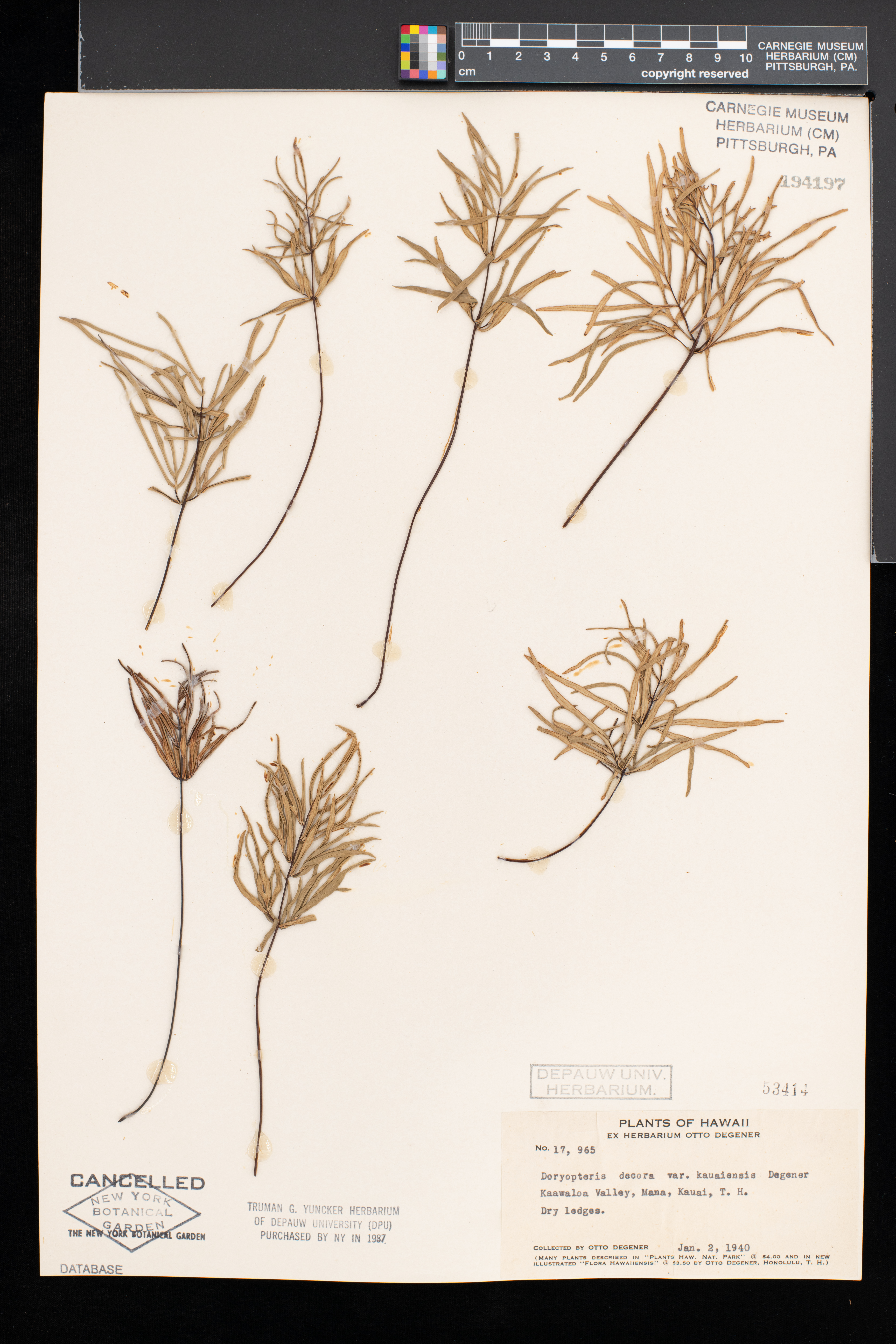 Doryopteris decora image