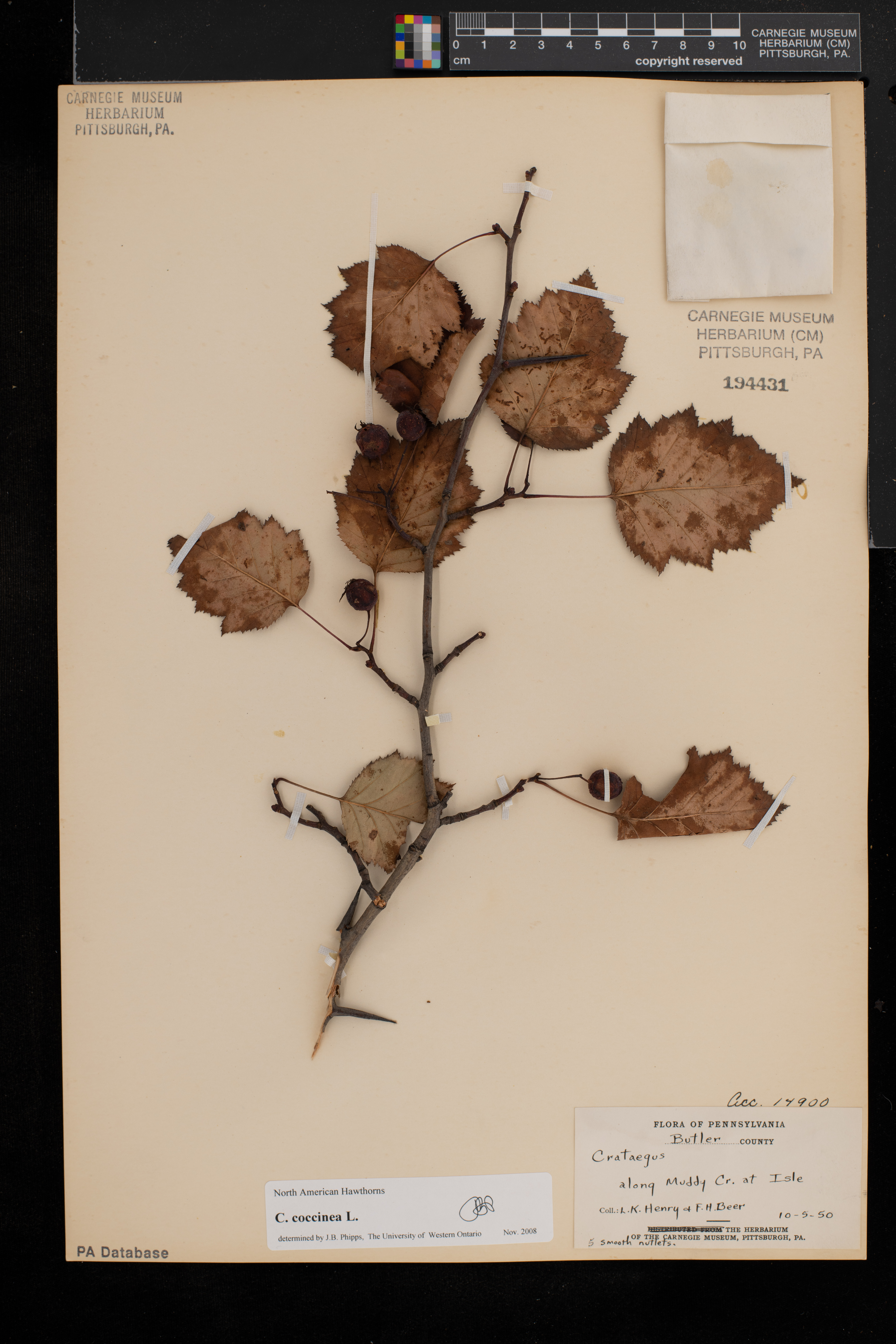 Crataegus coccinea image