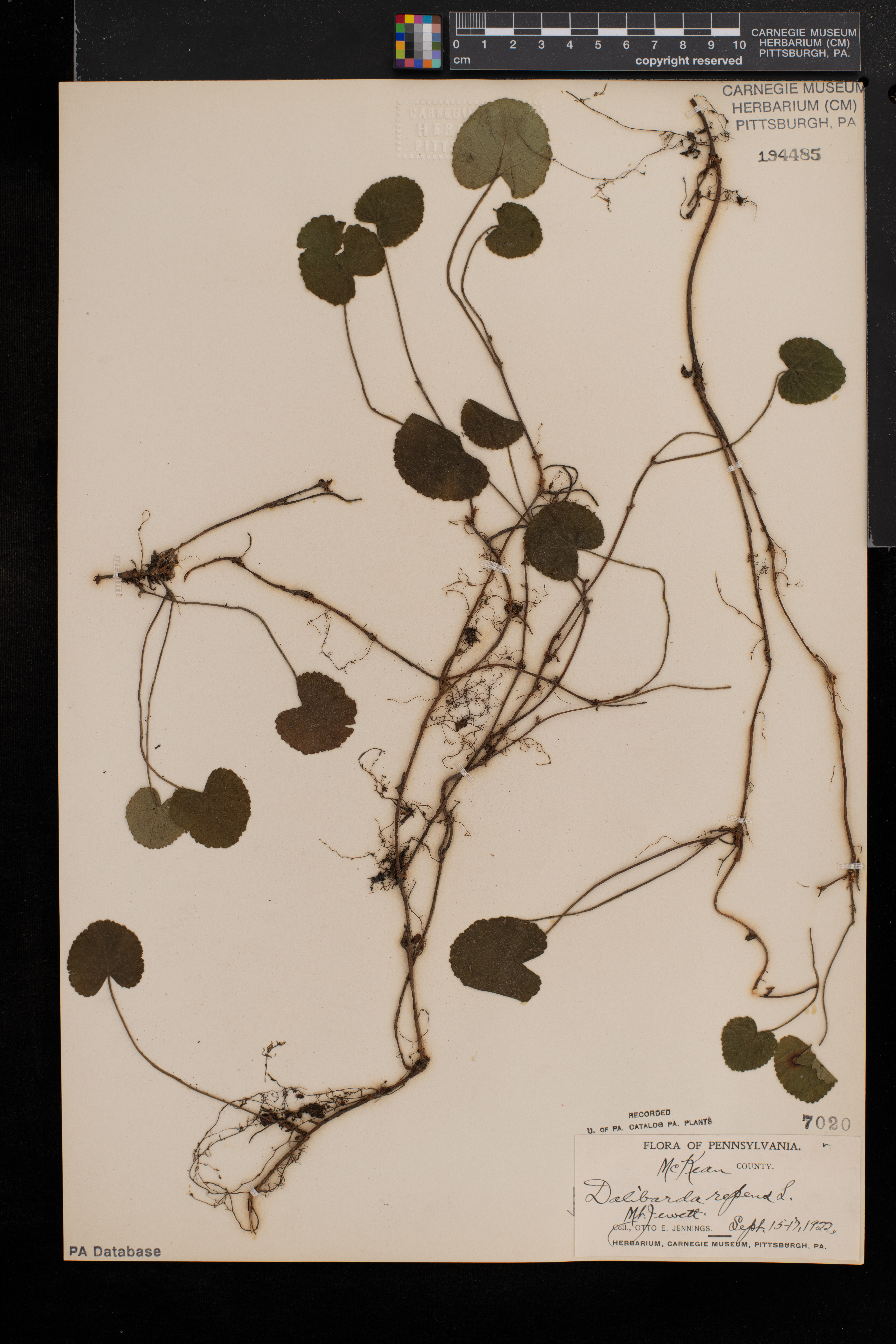 Dalibarda repens image