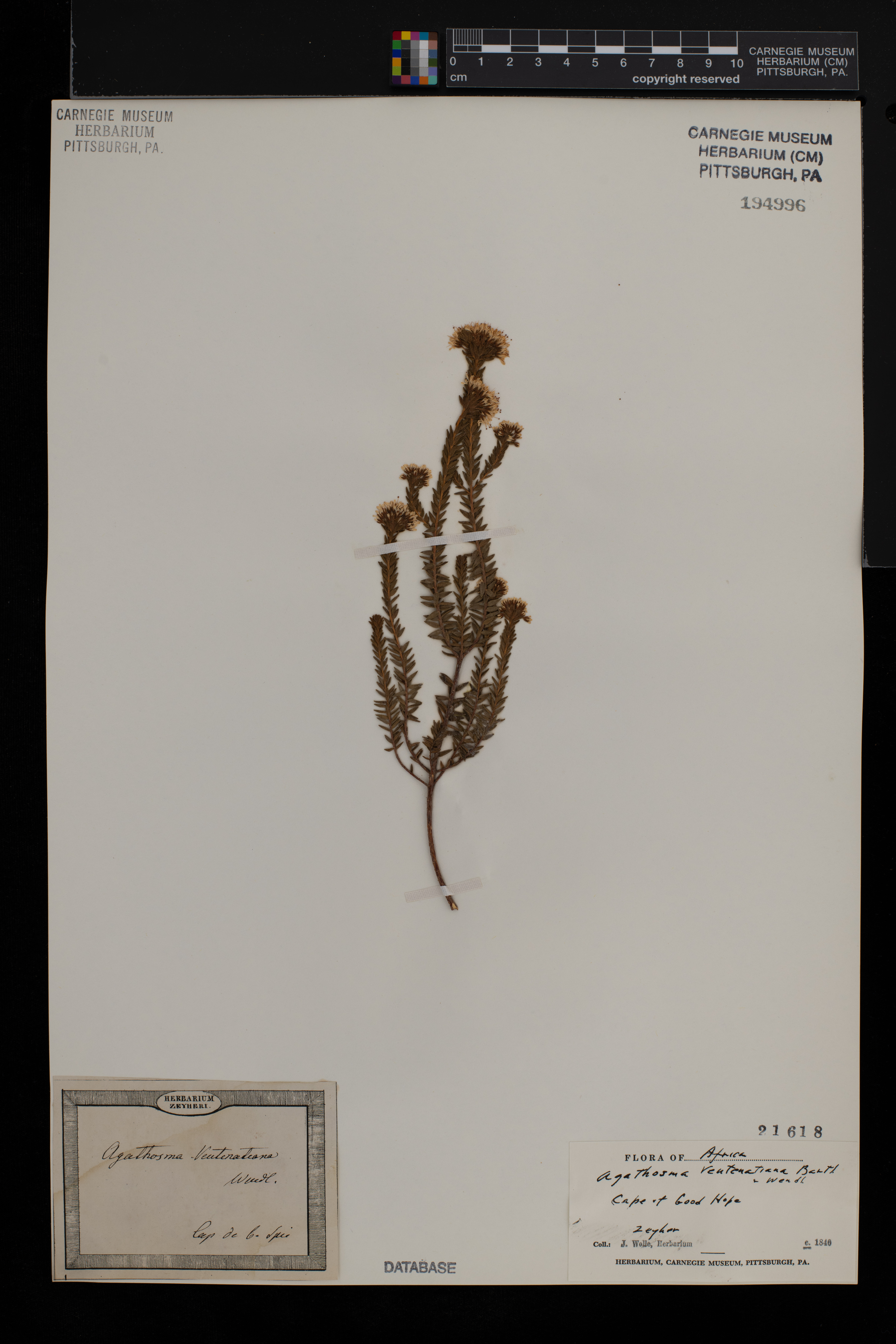 Agathosma corymbosa image