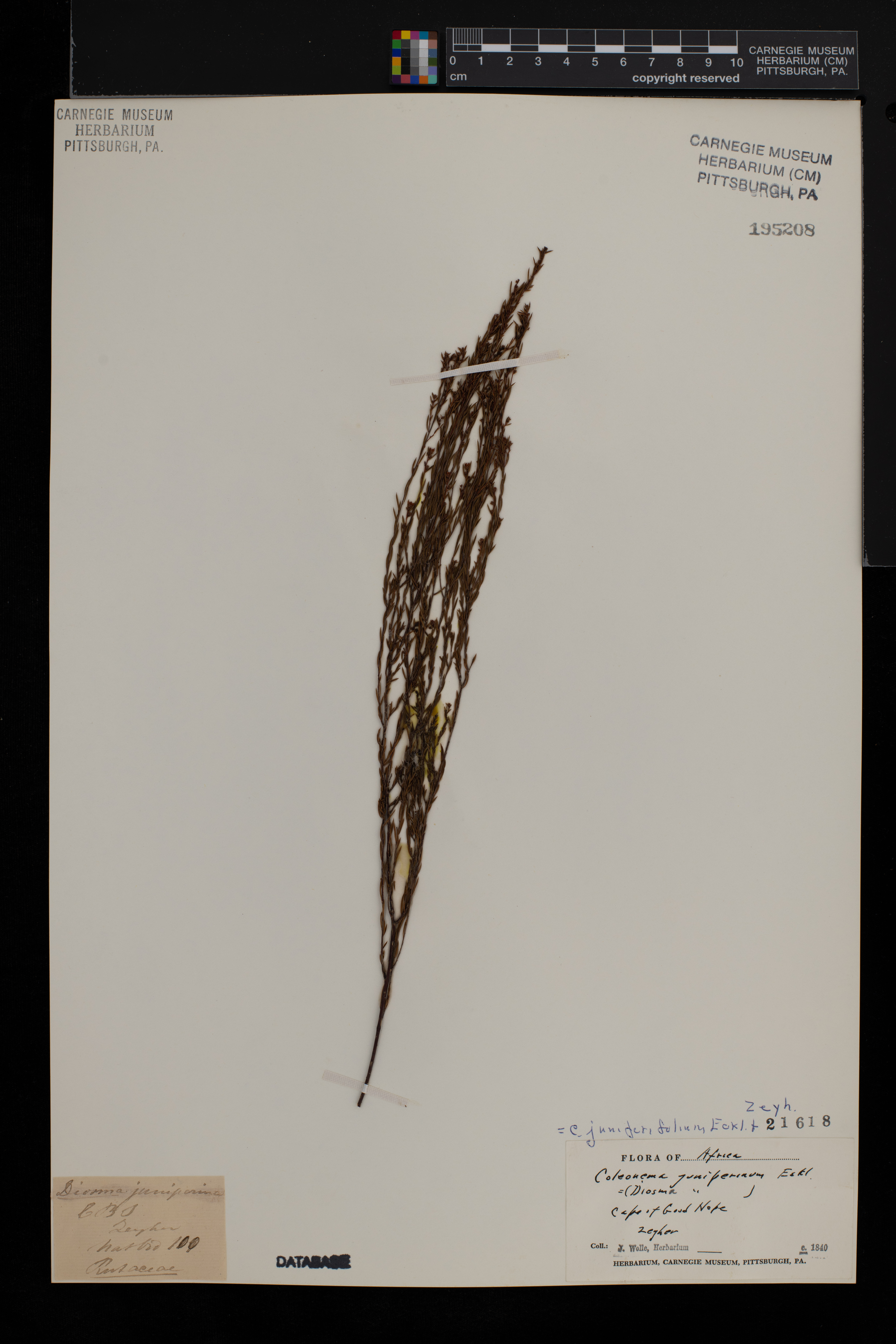 Coleonema juniperinum image