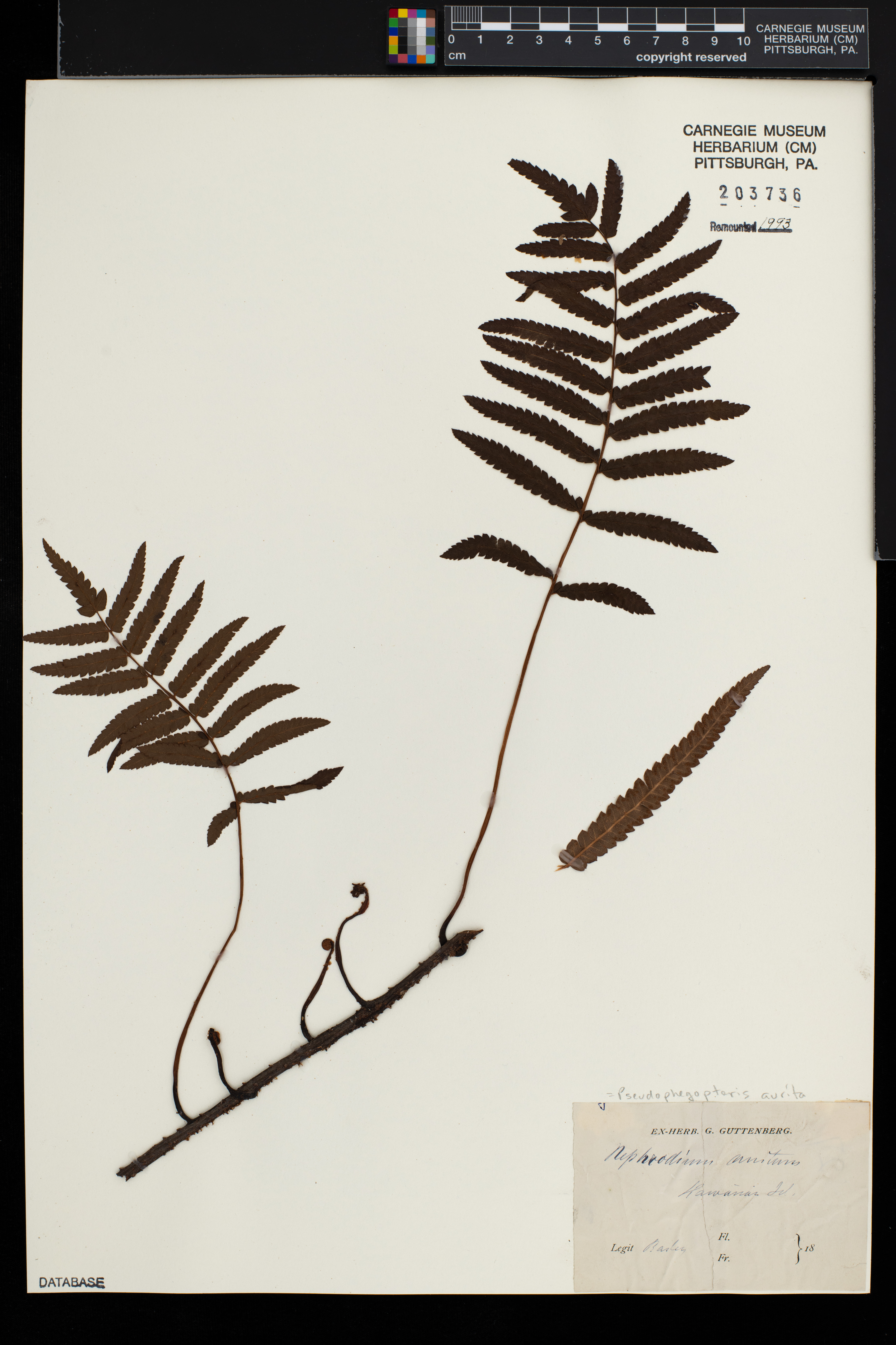 Pseudophegopteris aurita image