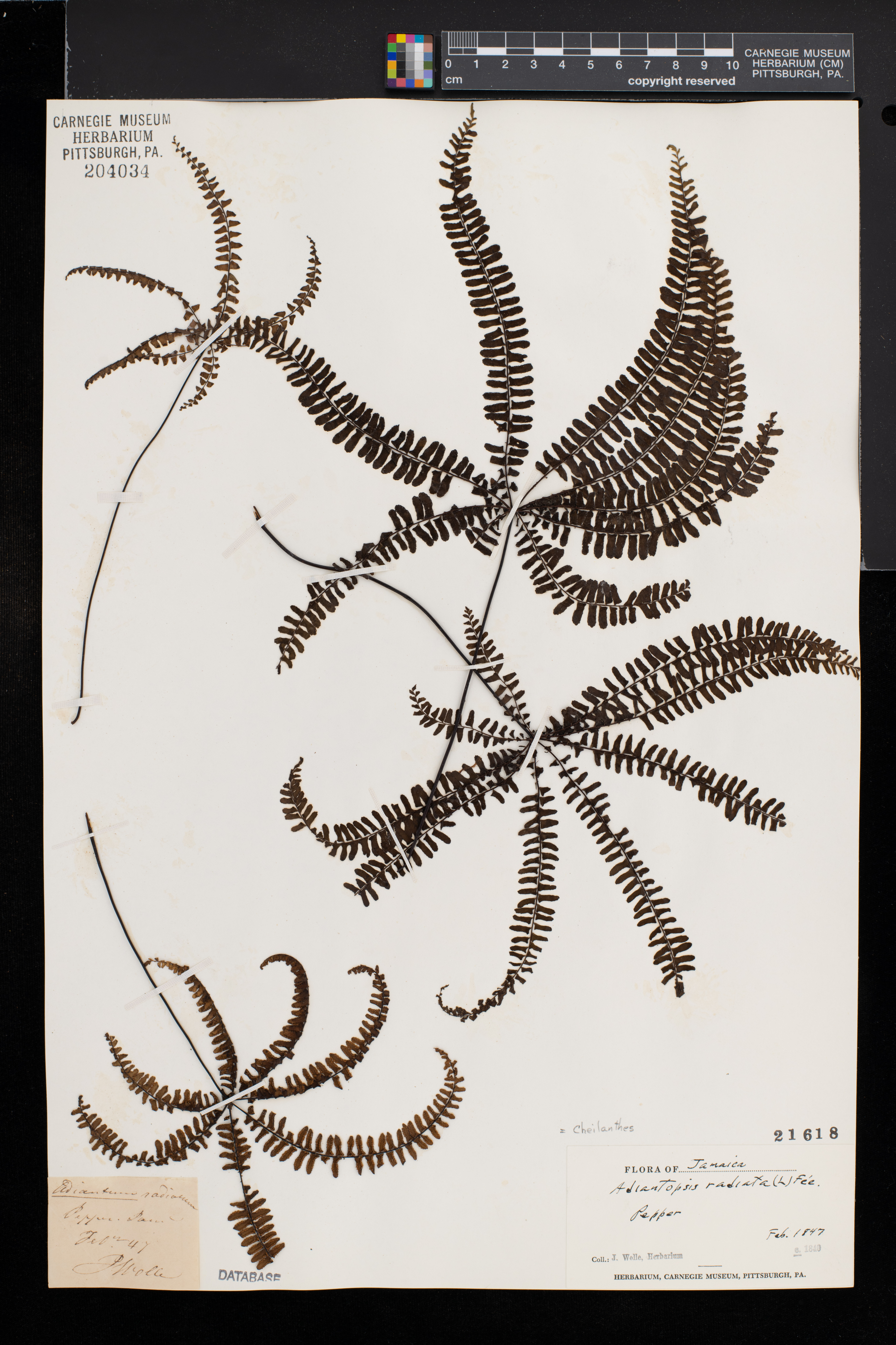 Adiantopsis radiata image