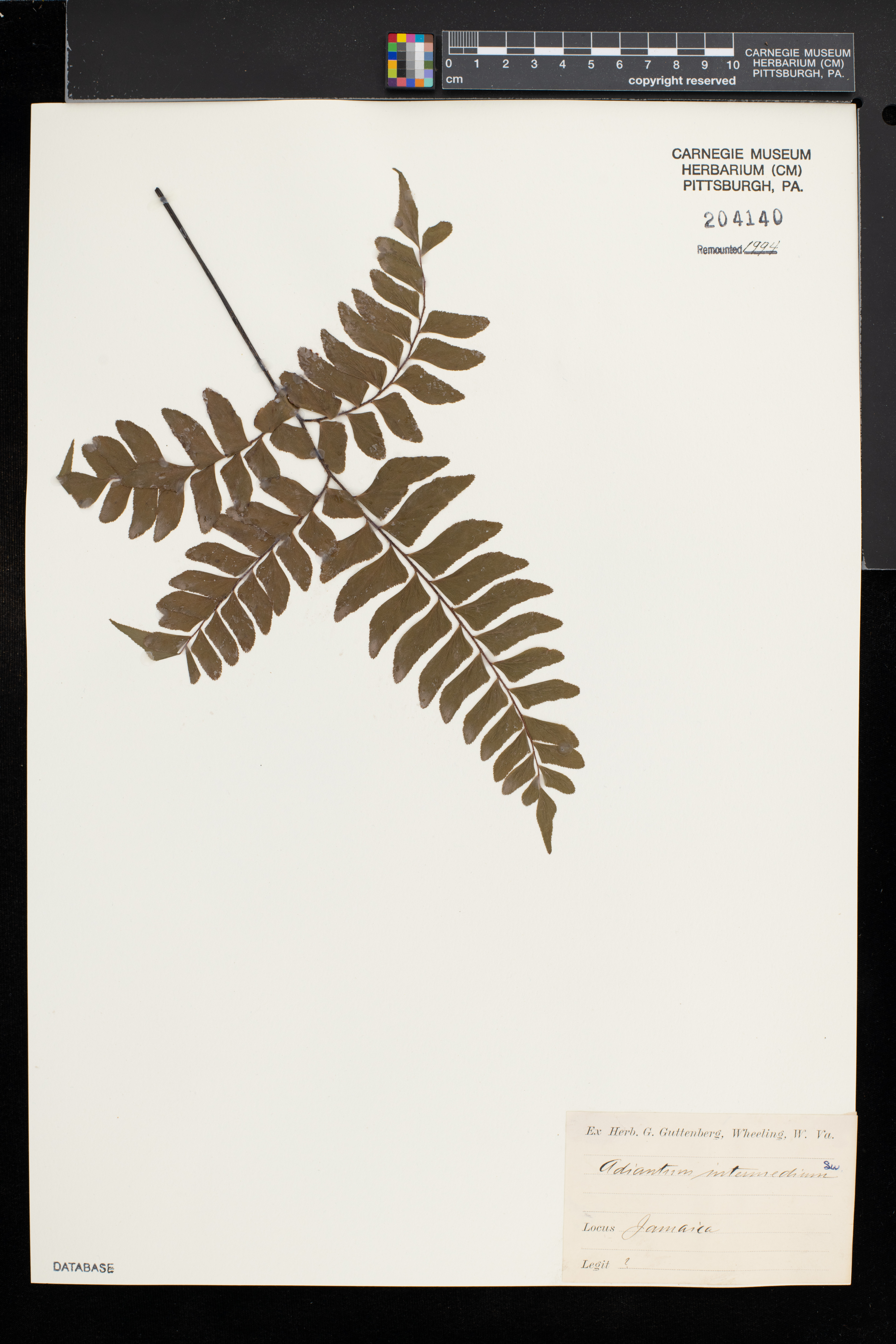 Adiantum intermedium image